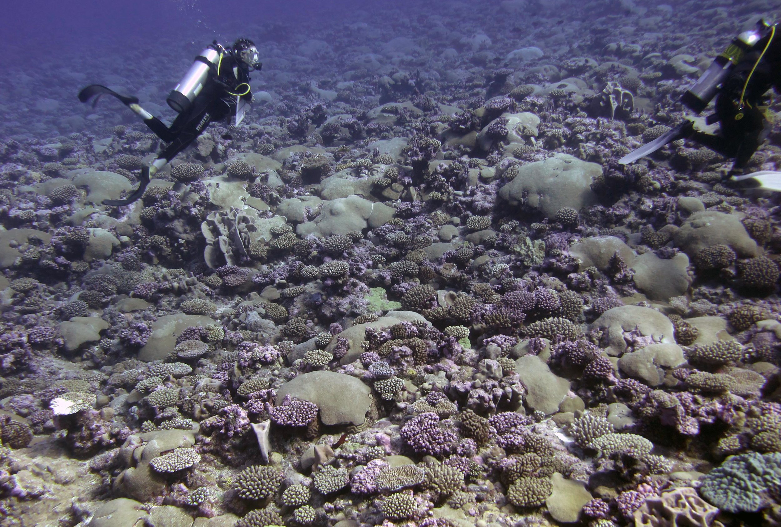 high coral cover.jpg