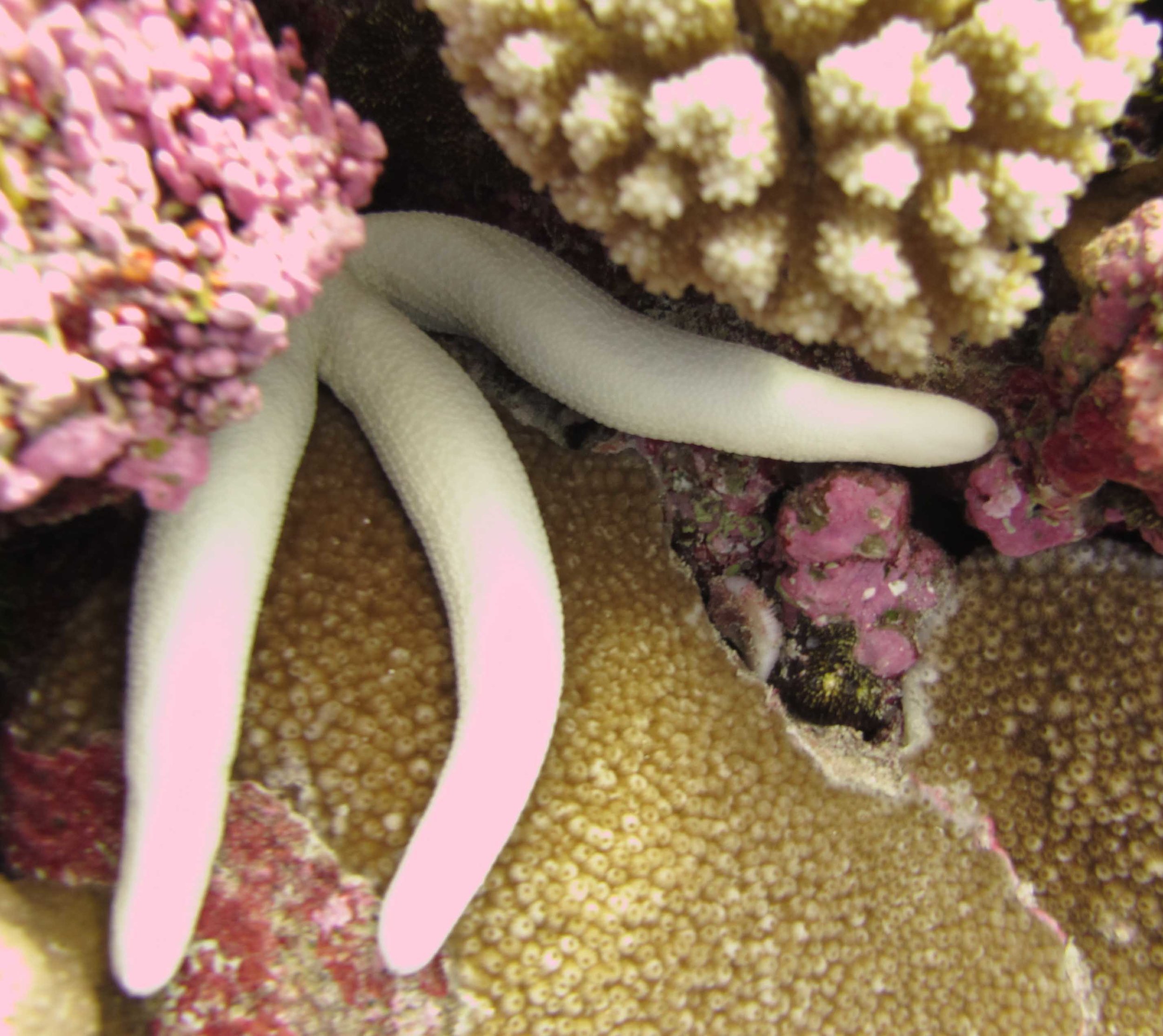 albino starfish.jpg