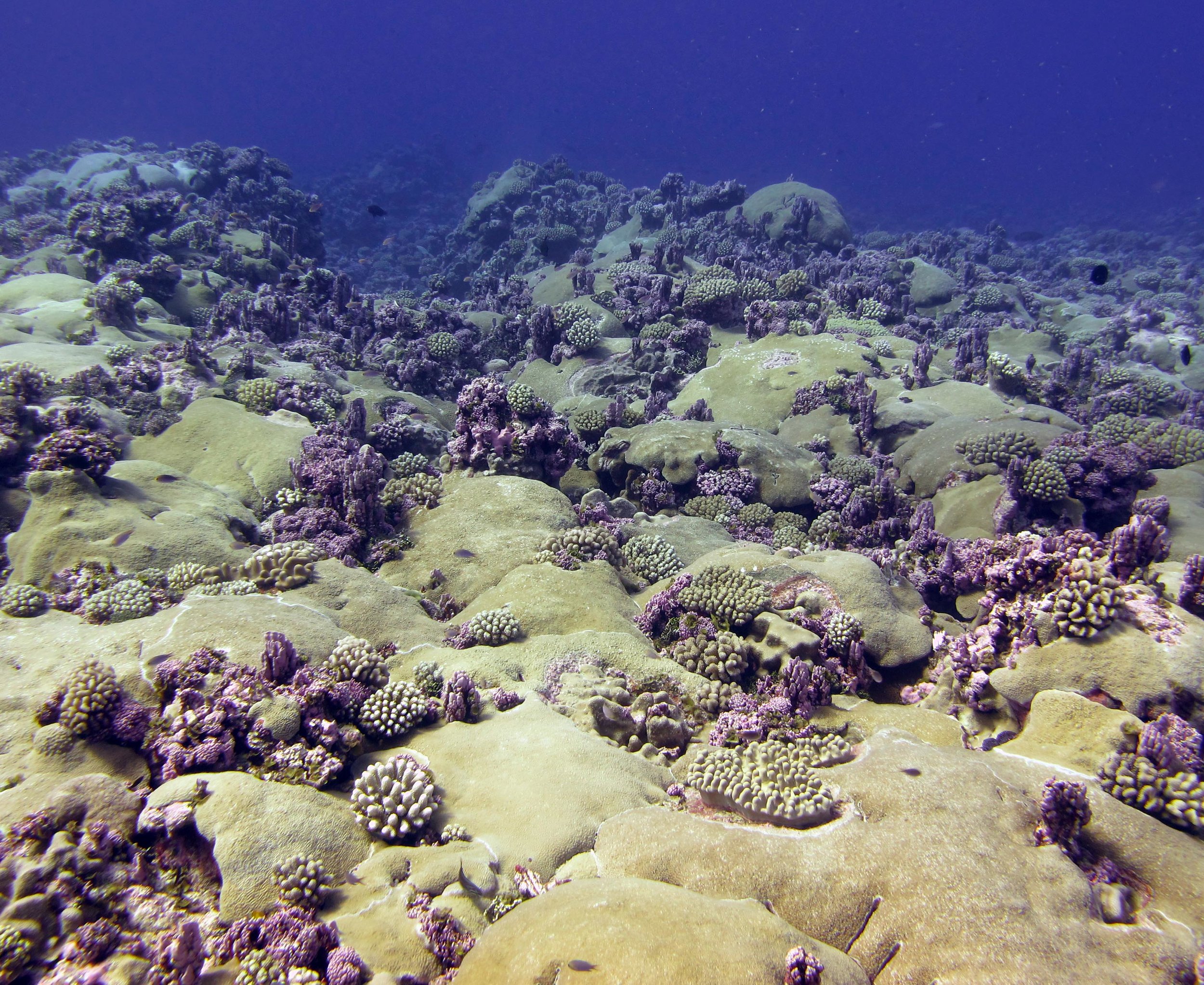 Astreopora reef.jpg