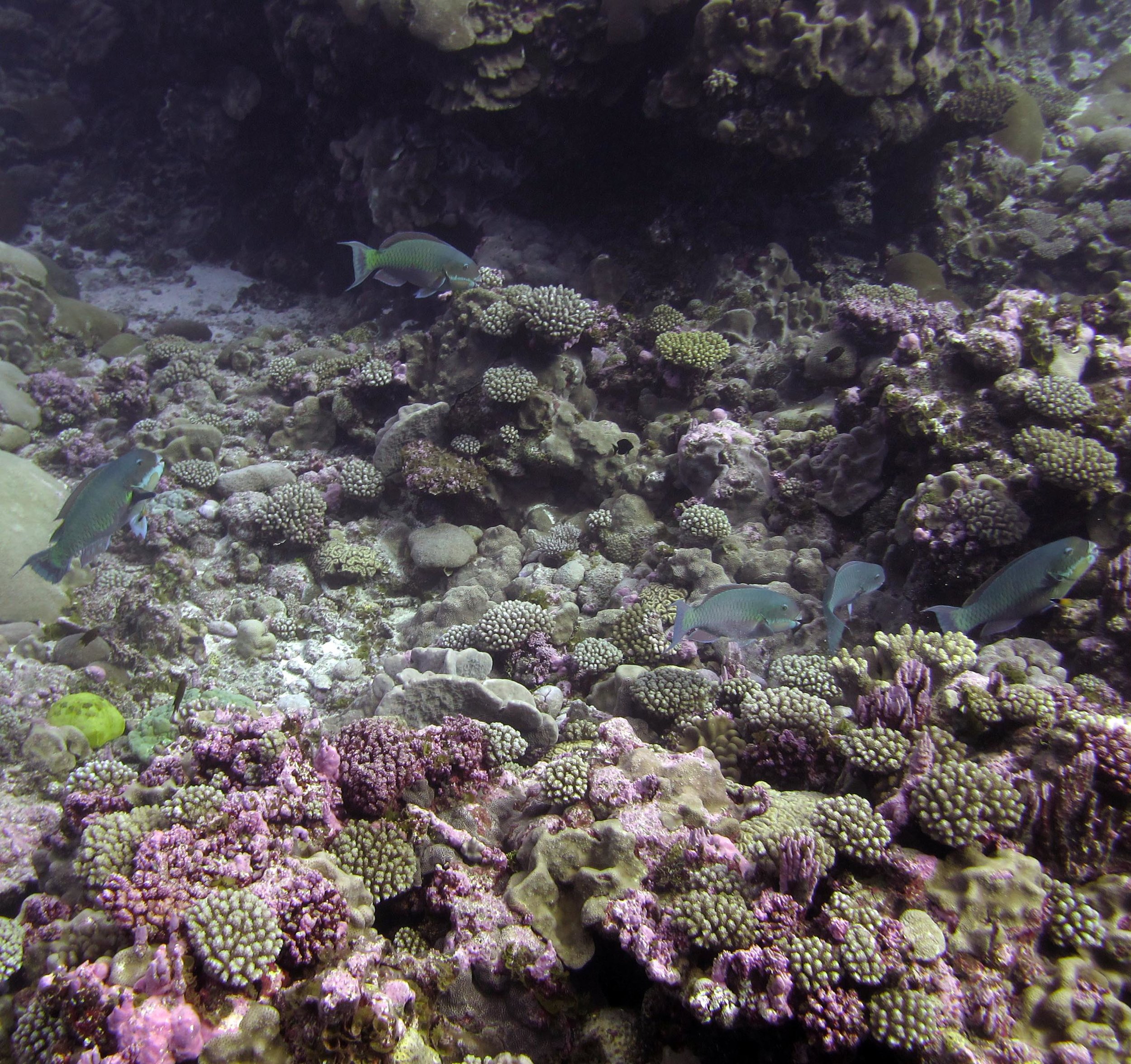 parrotfish.jpg