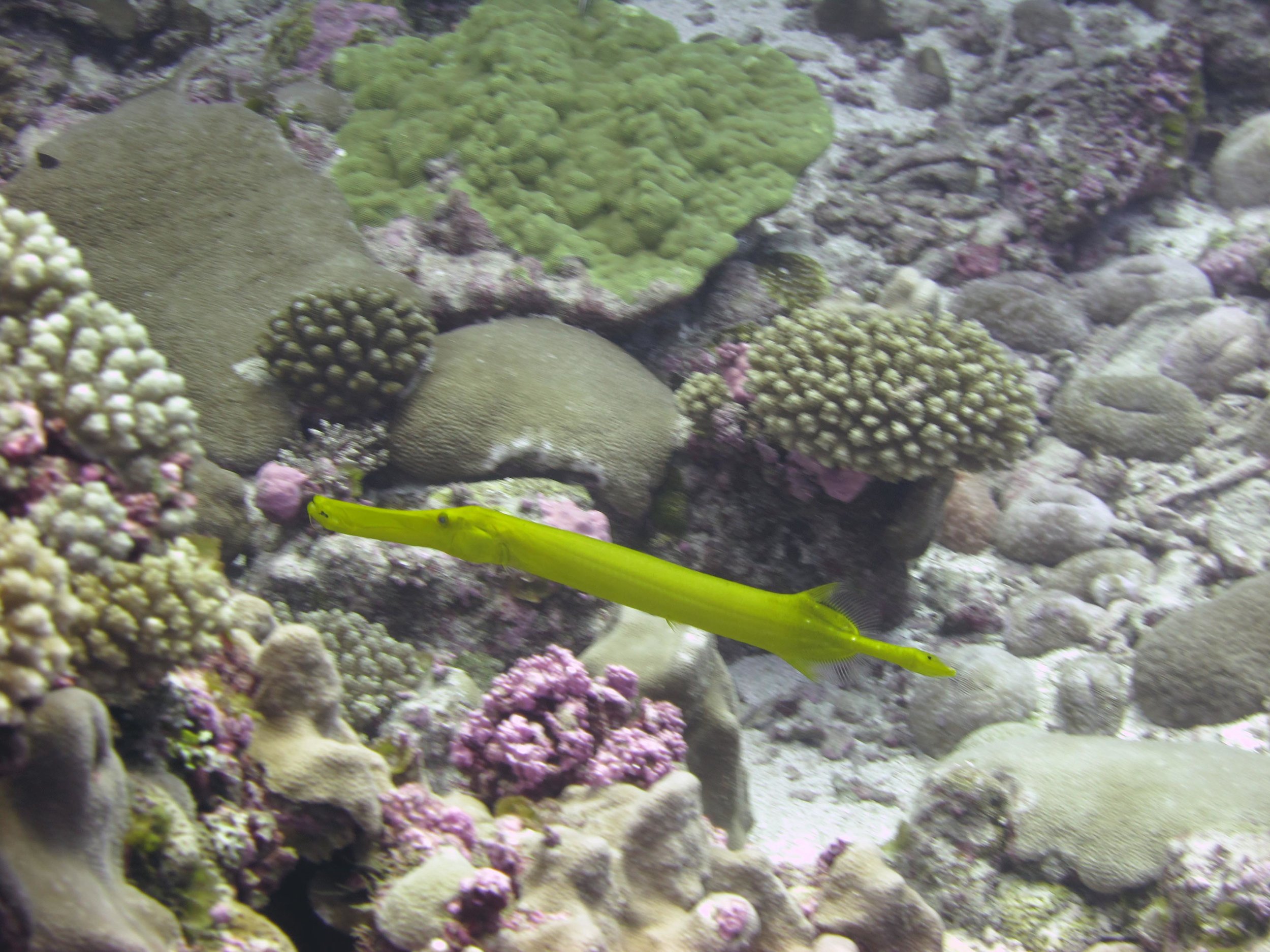 yellow trumpetfish.jpg