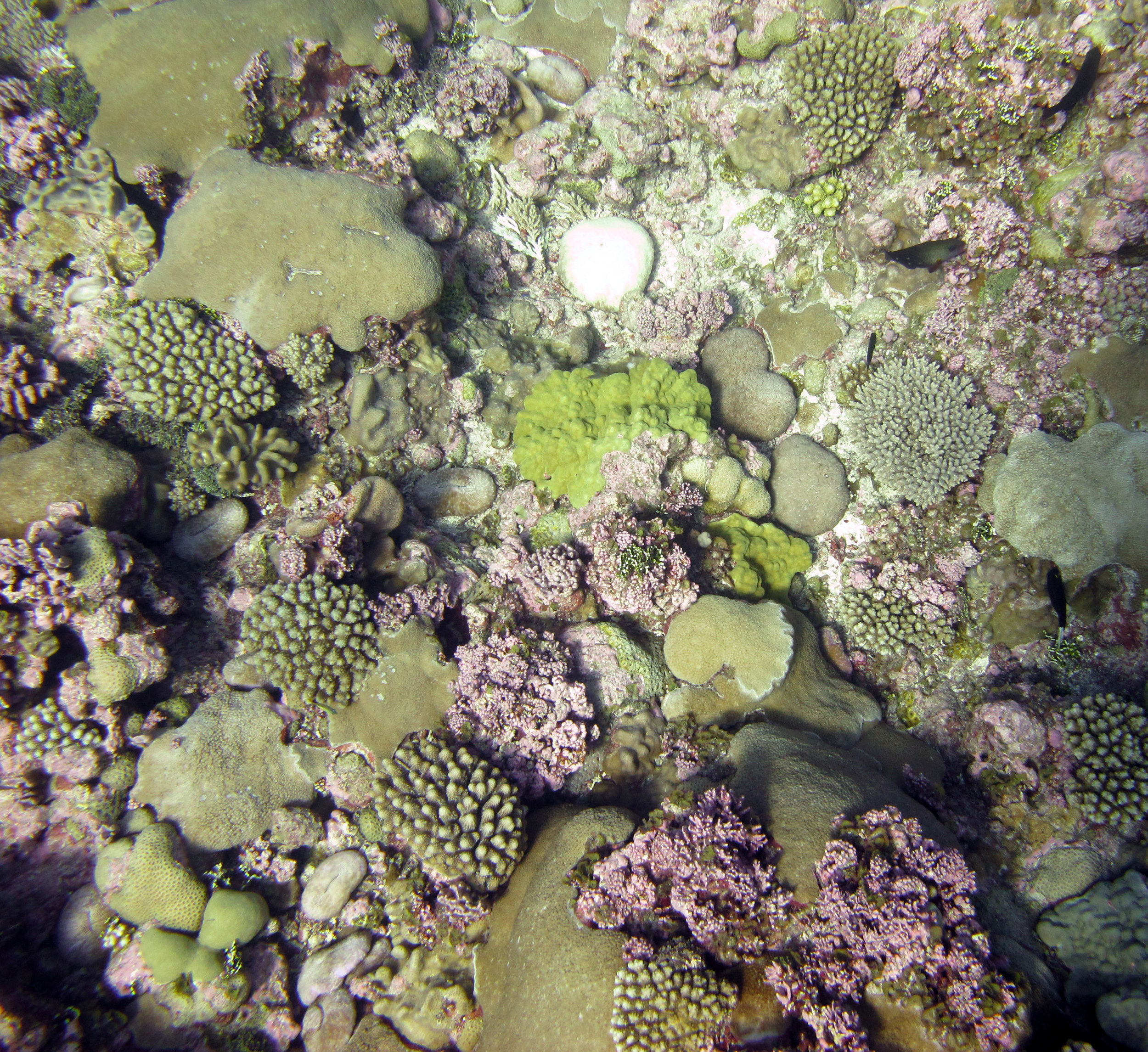 beautiful Palmerston reefs.jpg