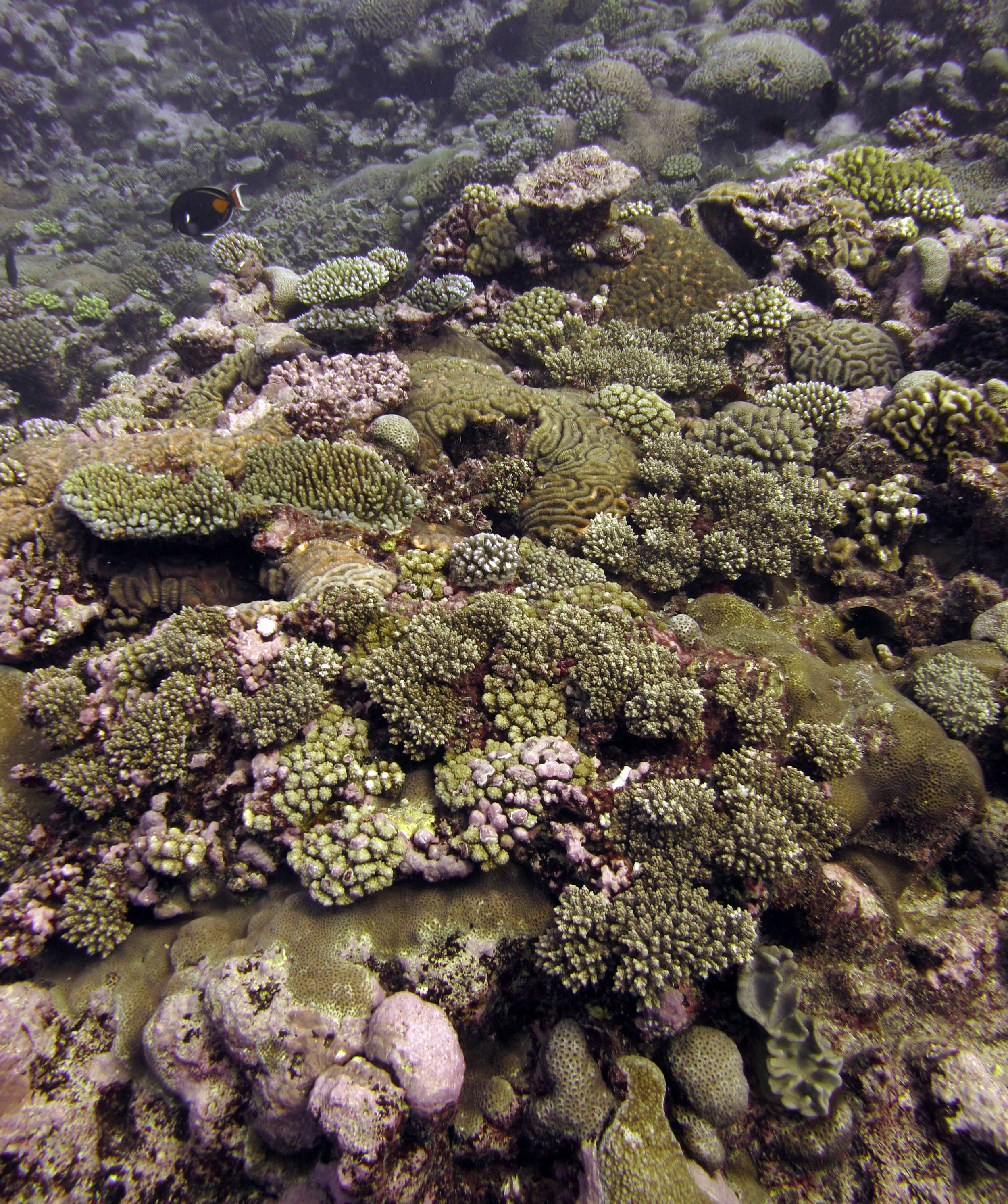 acropora meadow.jpg