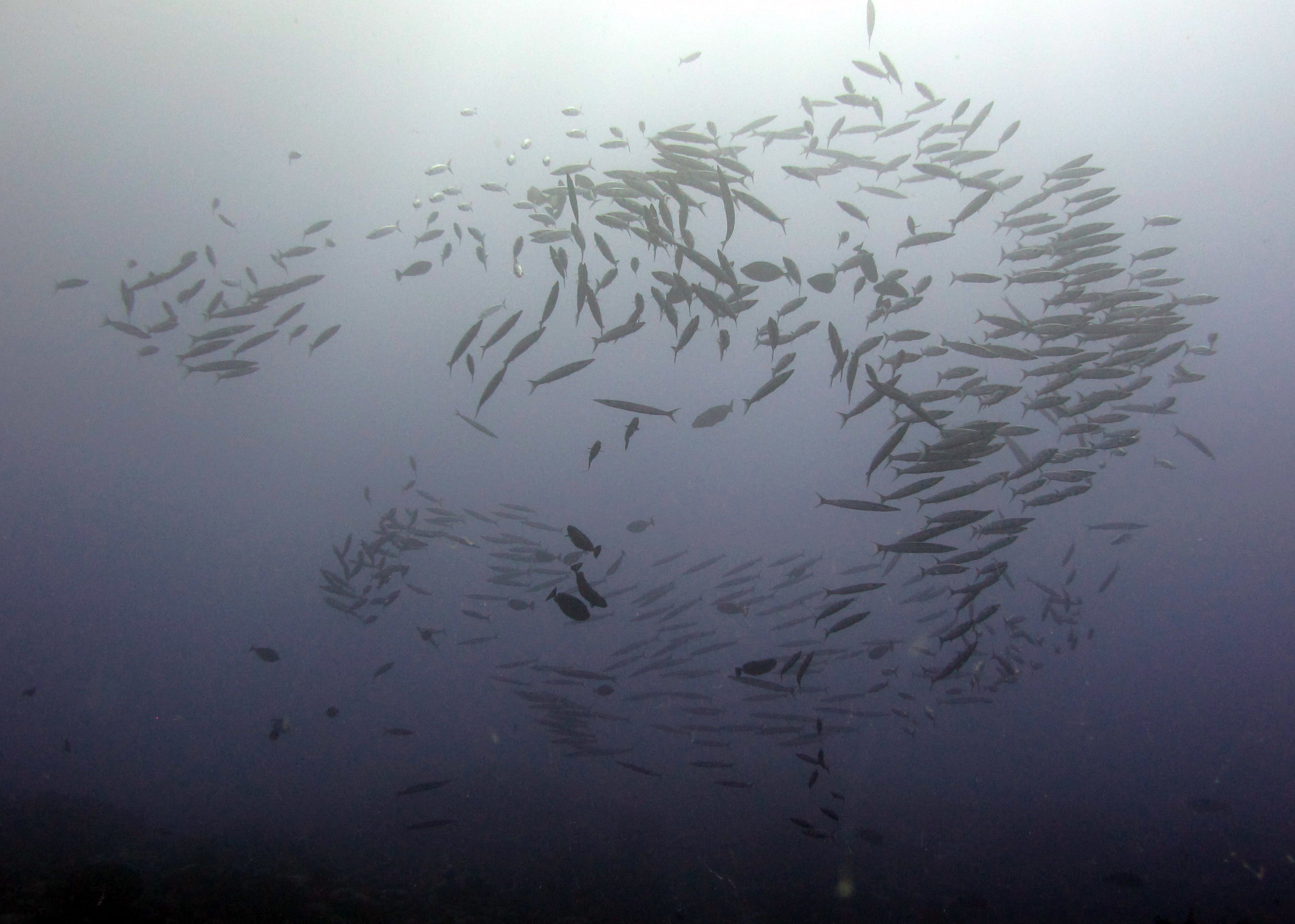 artsy fish school shot.jpg