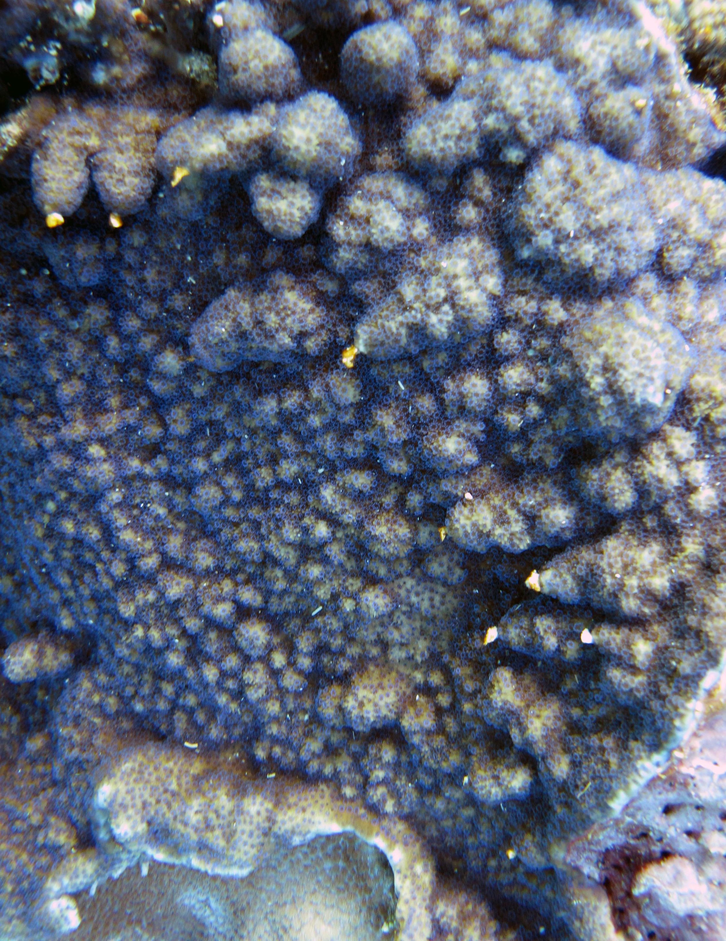 blue polyps.jpg