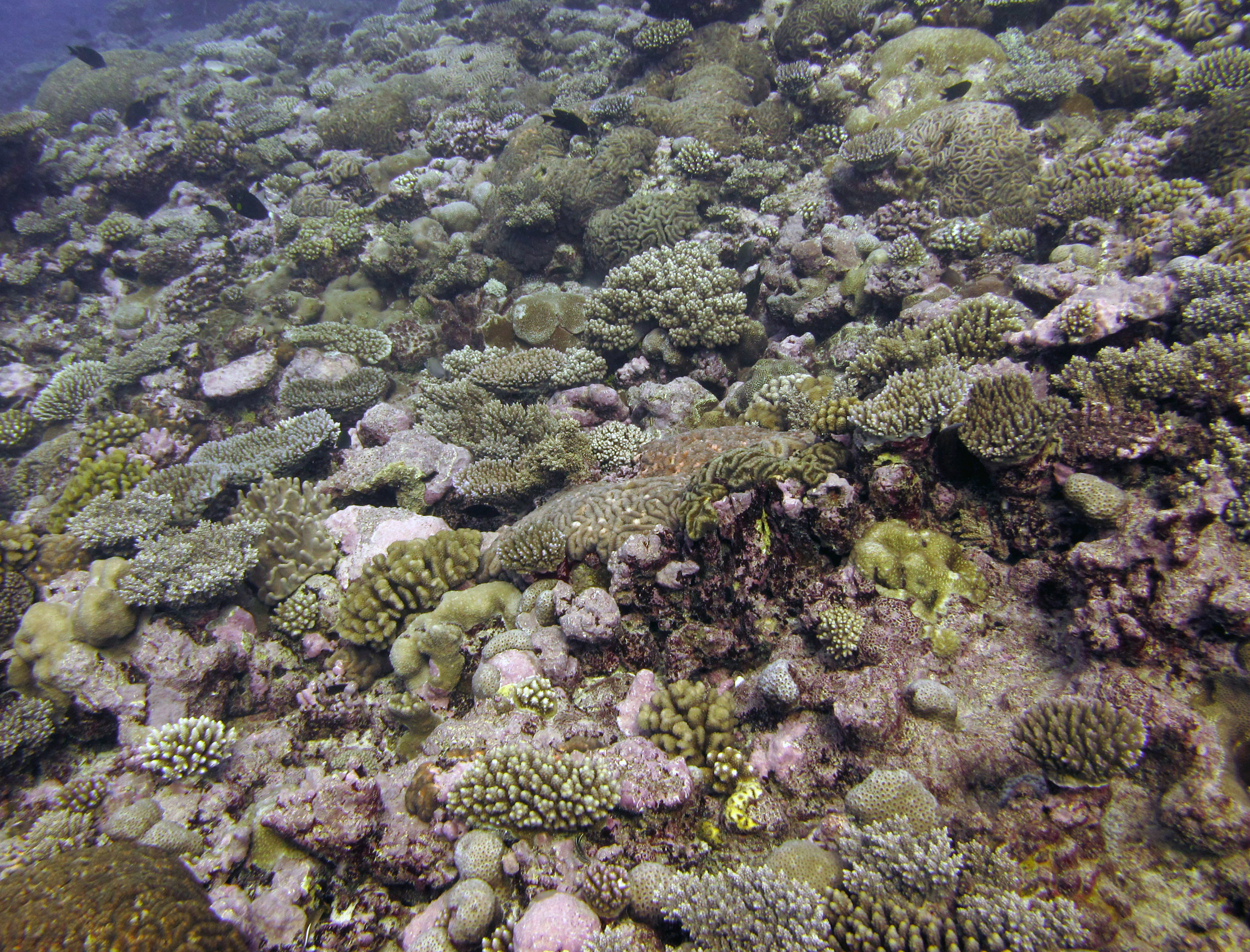 amazing corals of Palmerston.jpg