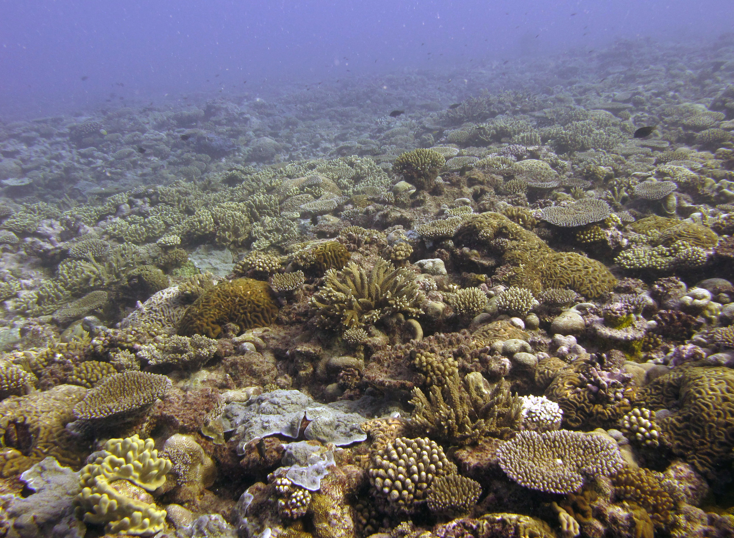 crazy coral cover.jpg