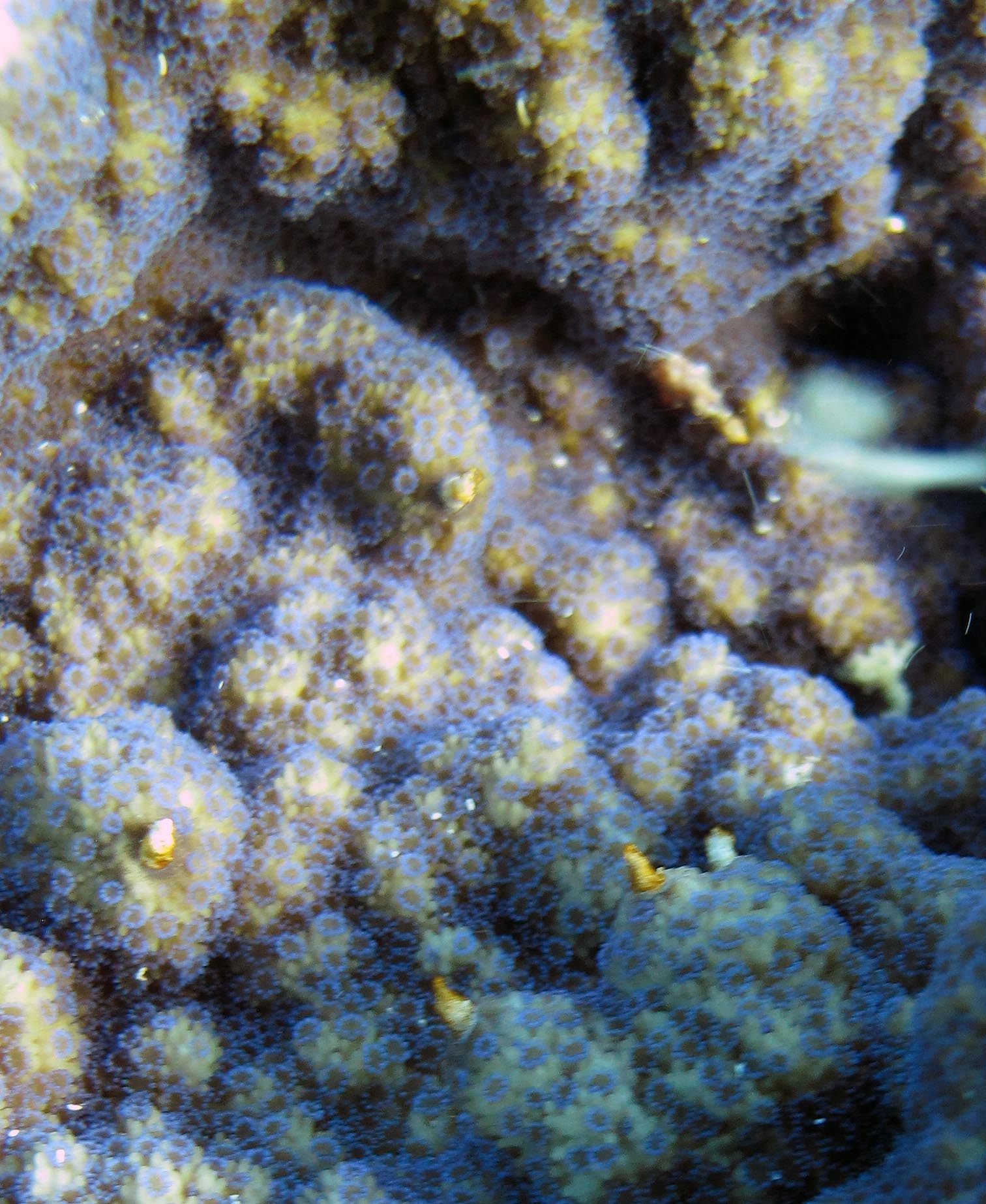 Montipora?.jpg