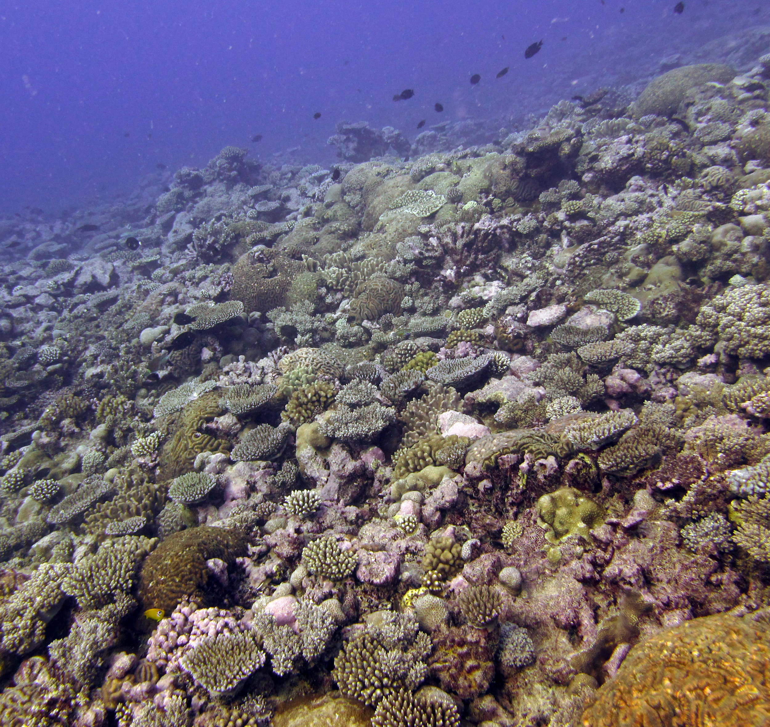 high coral cover.jpg