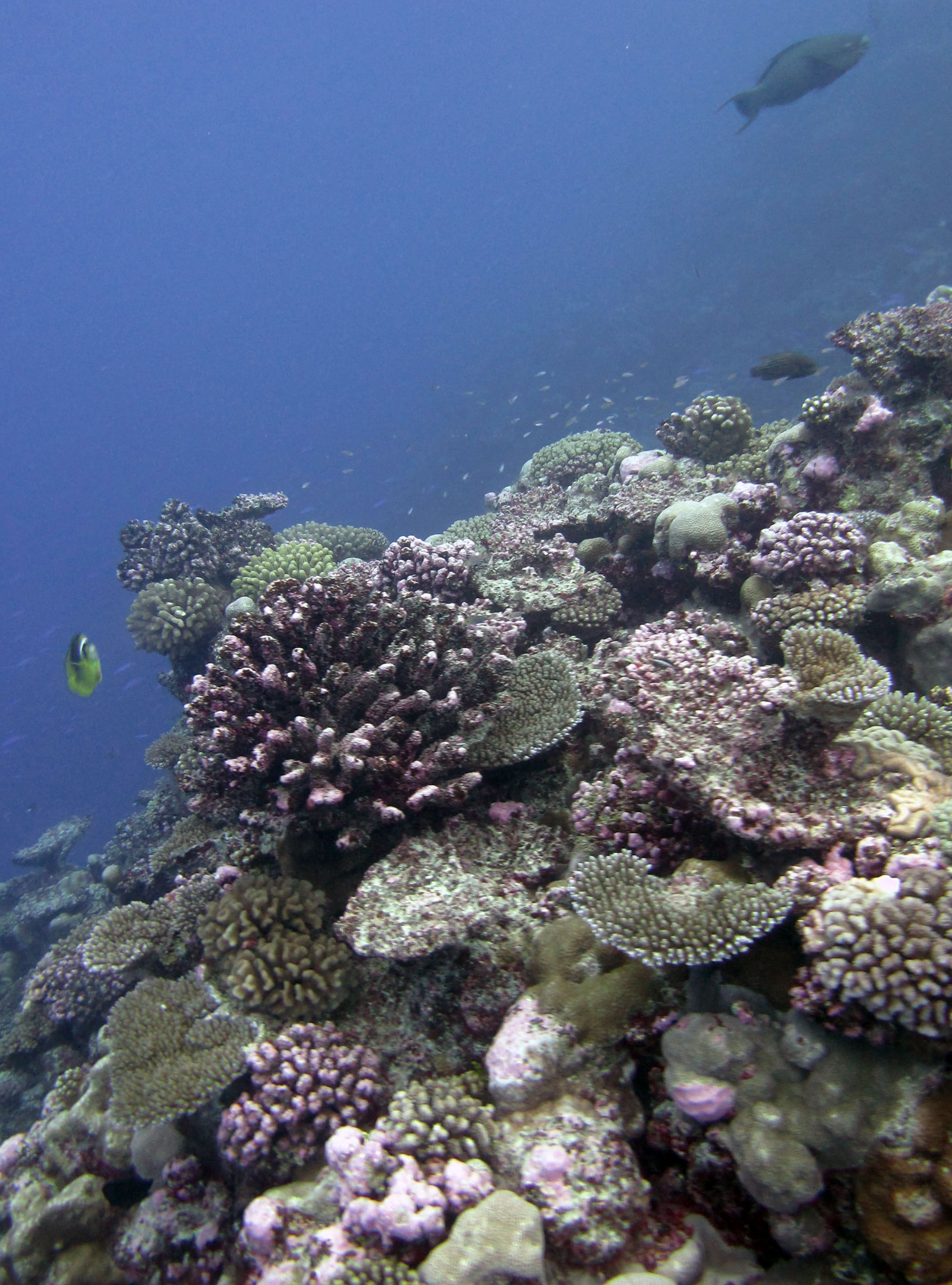 beautiful Palmerston reef.jpg