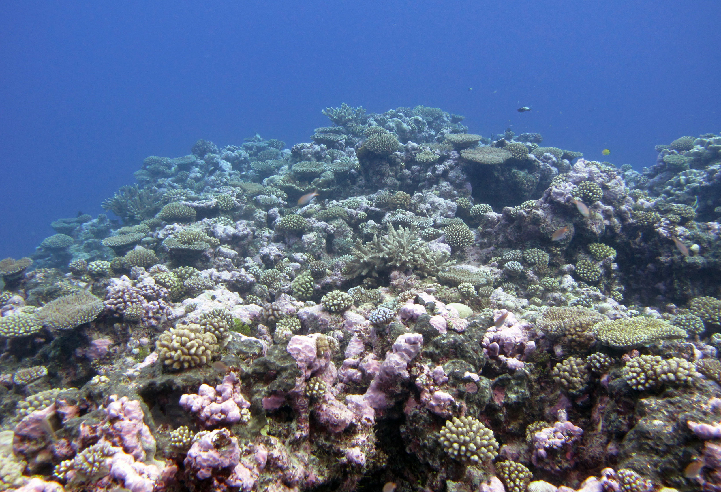 coral everywhere.jpg