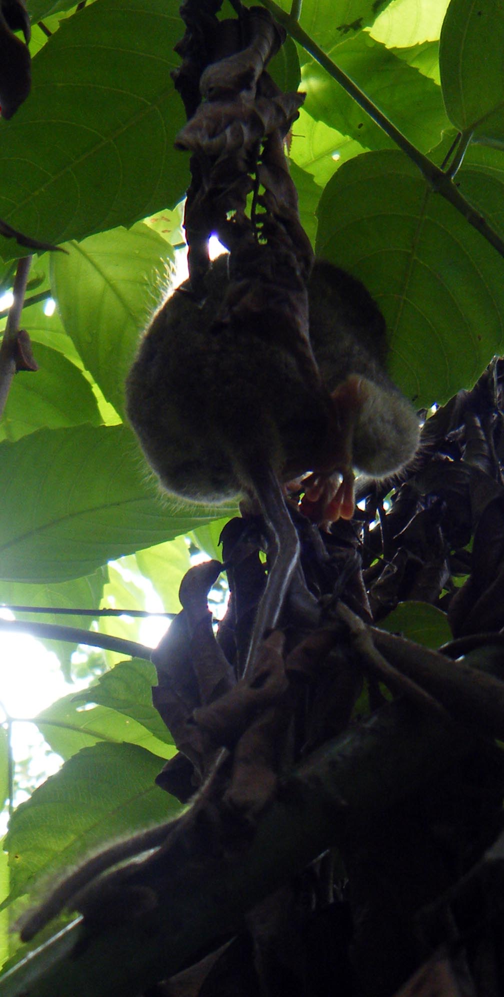 climbing tarsier.jpg