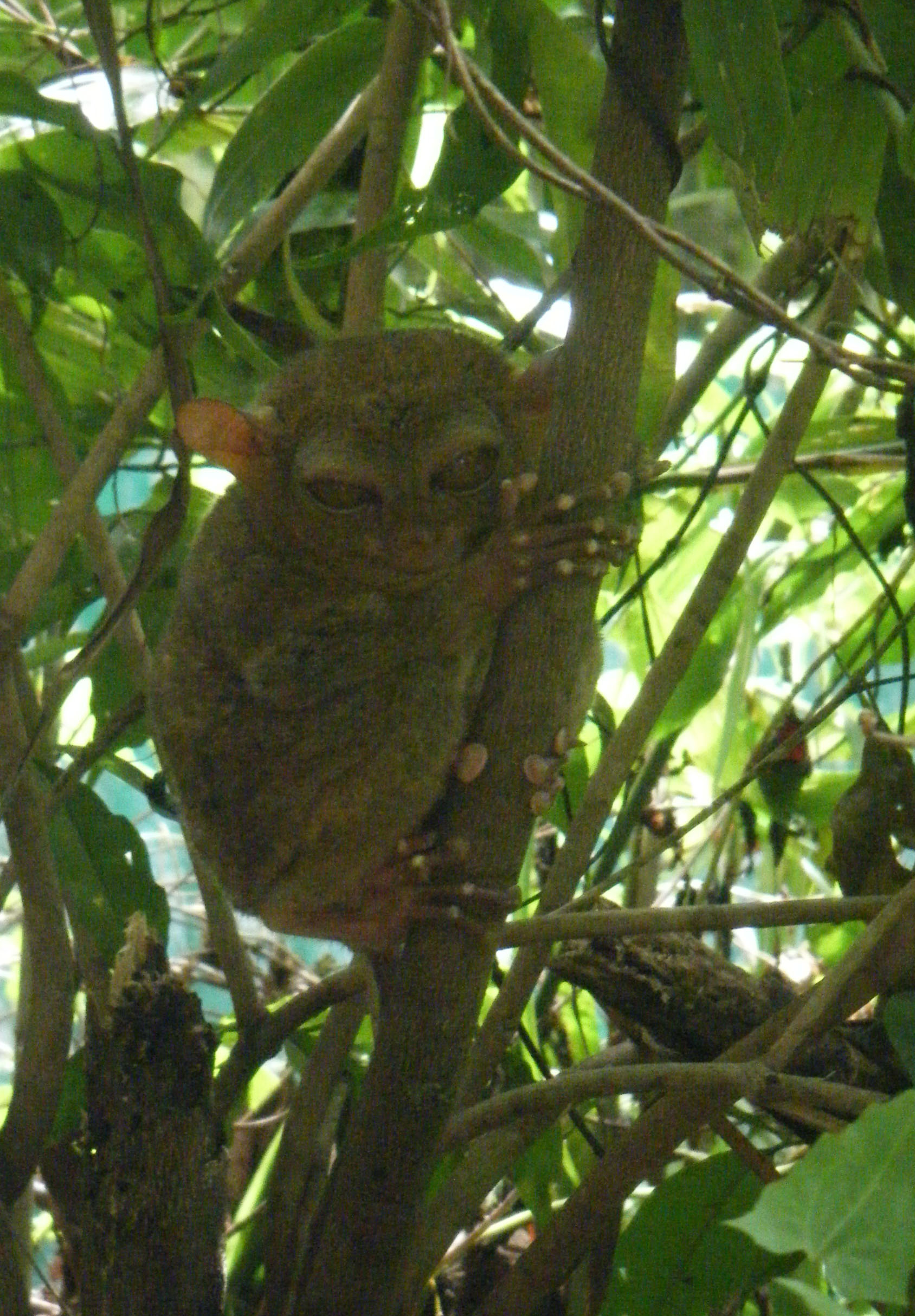 creepy tarsier.jpg