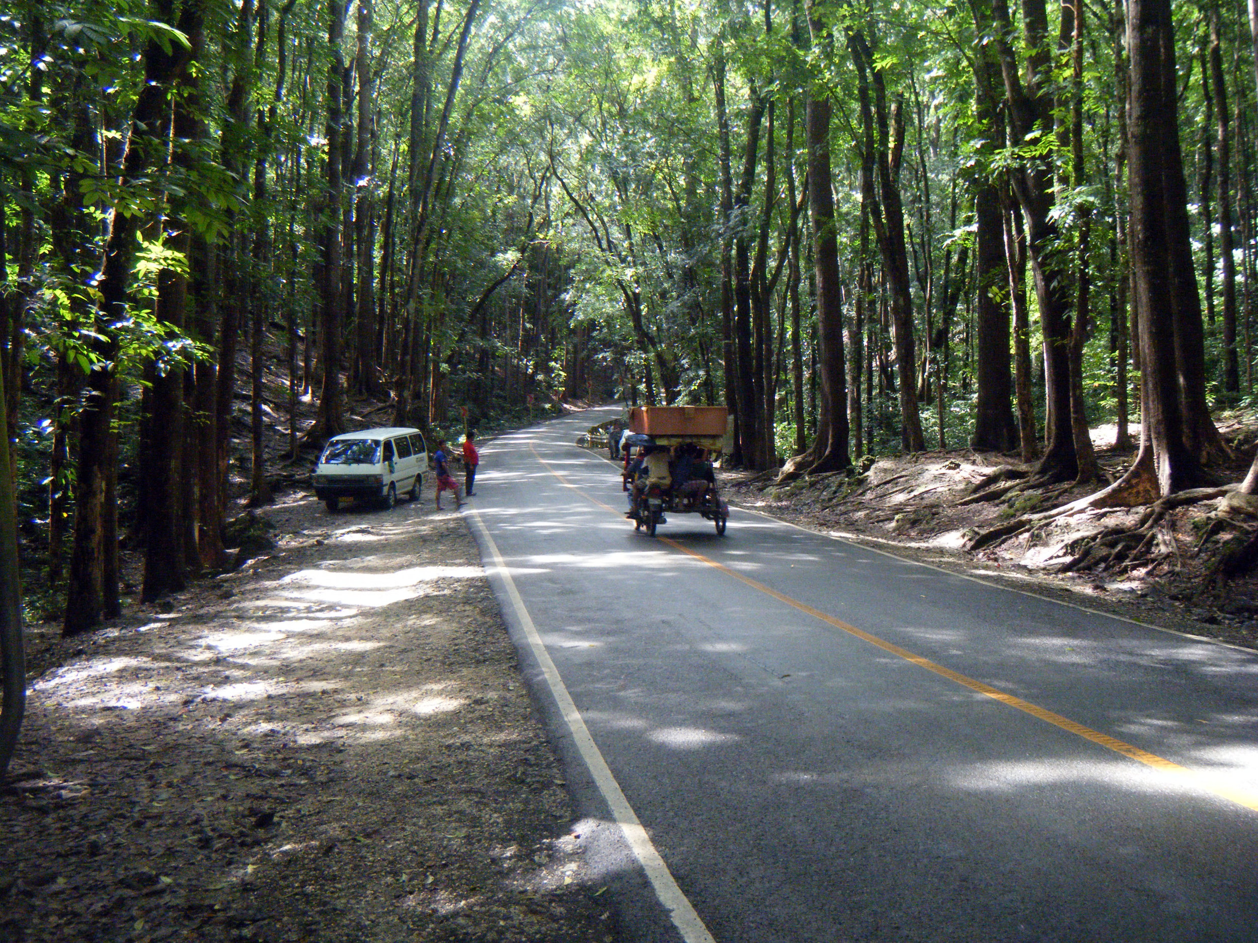 forests of Bohol.jpg