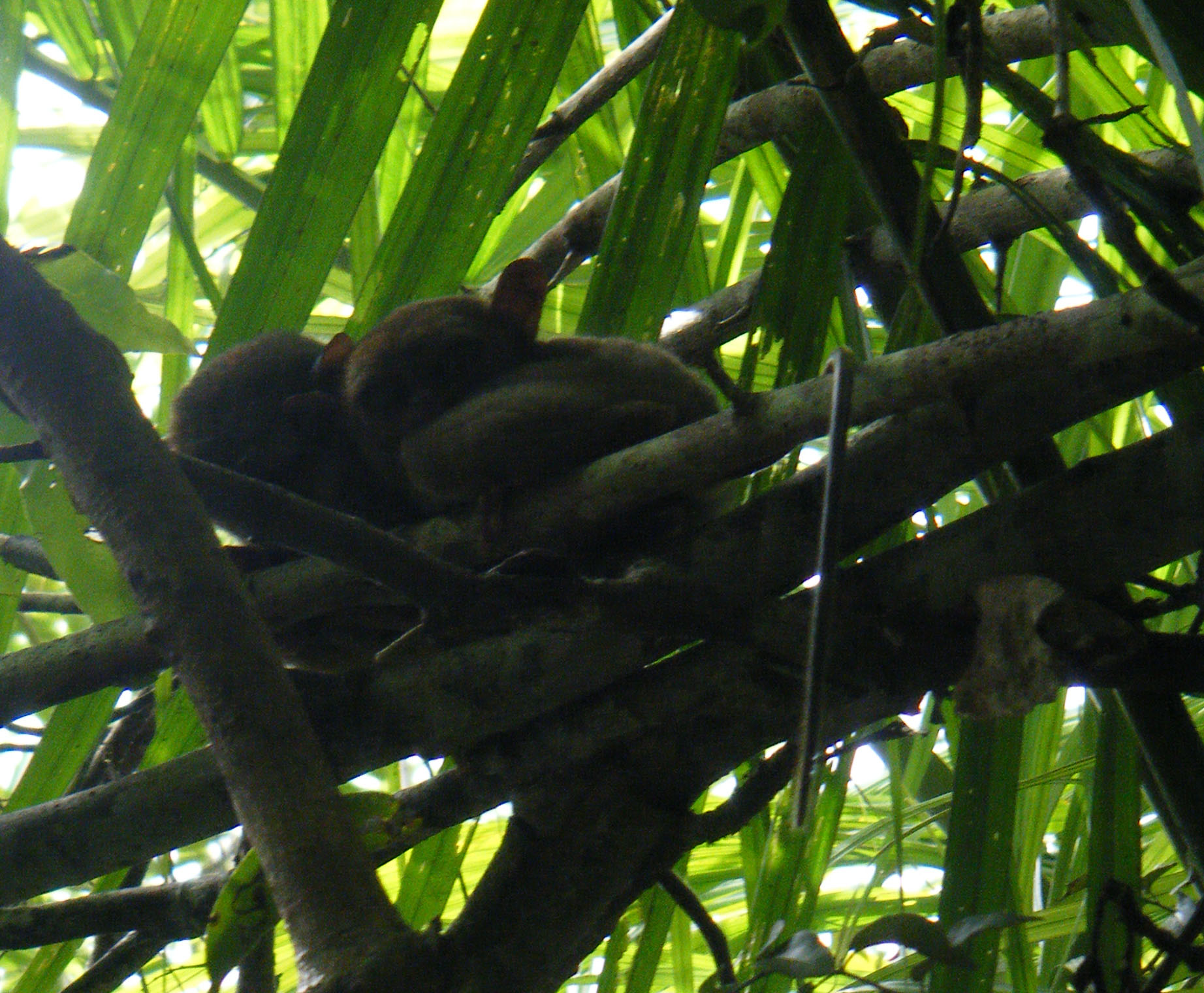 tarsier couple.jpg