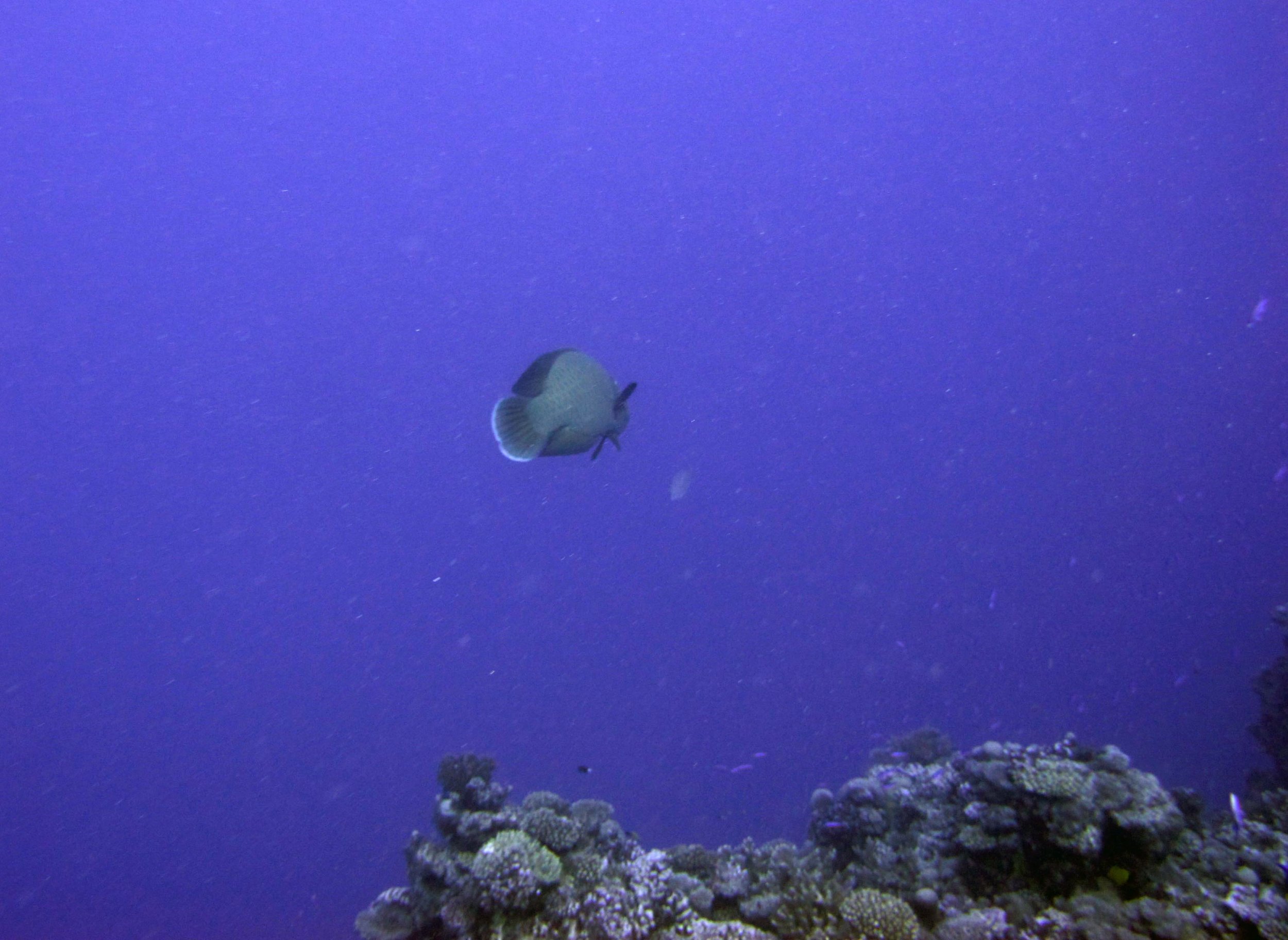 humphead wrasse.jpg