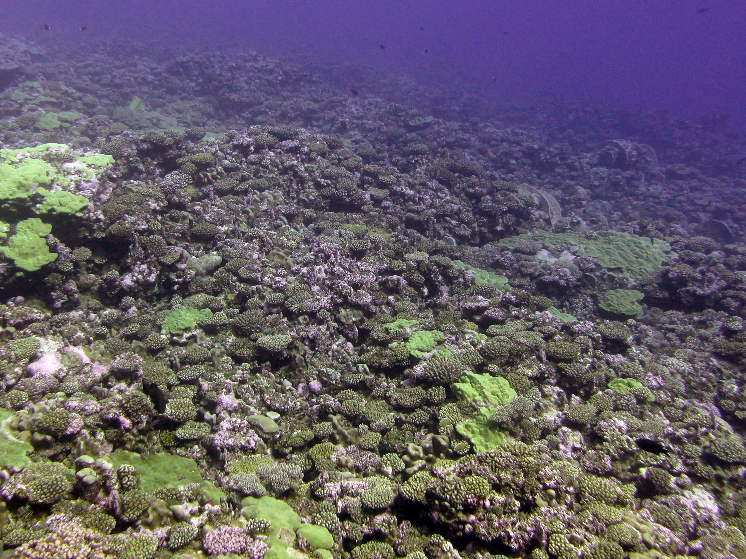 corals at Palmerston.jpg