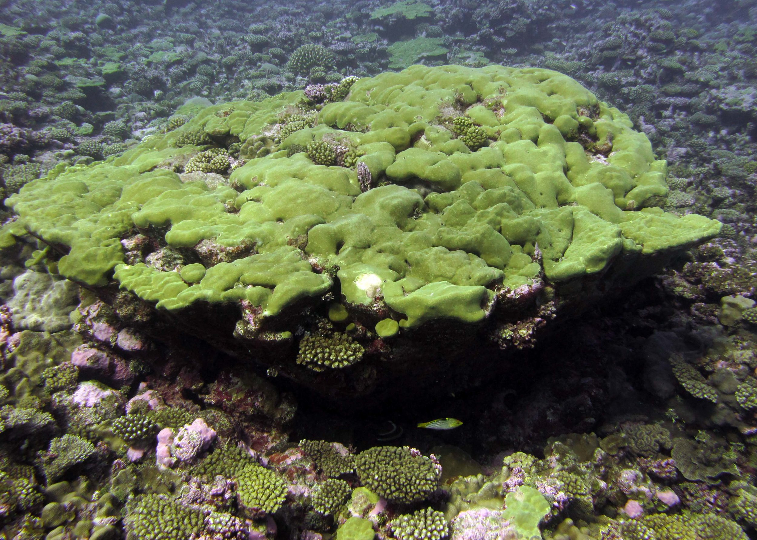 massive porites at CIPA30.jpg