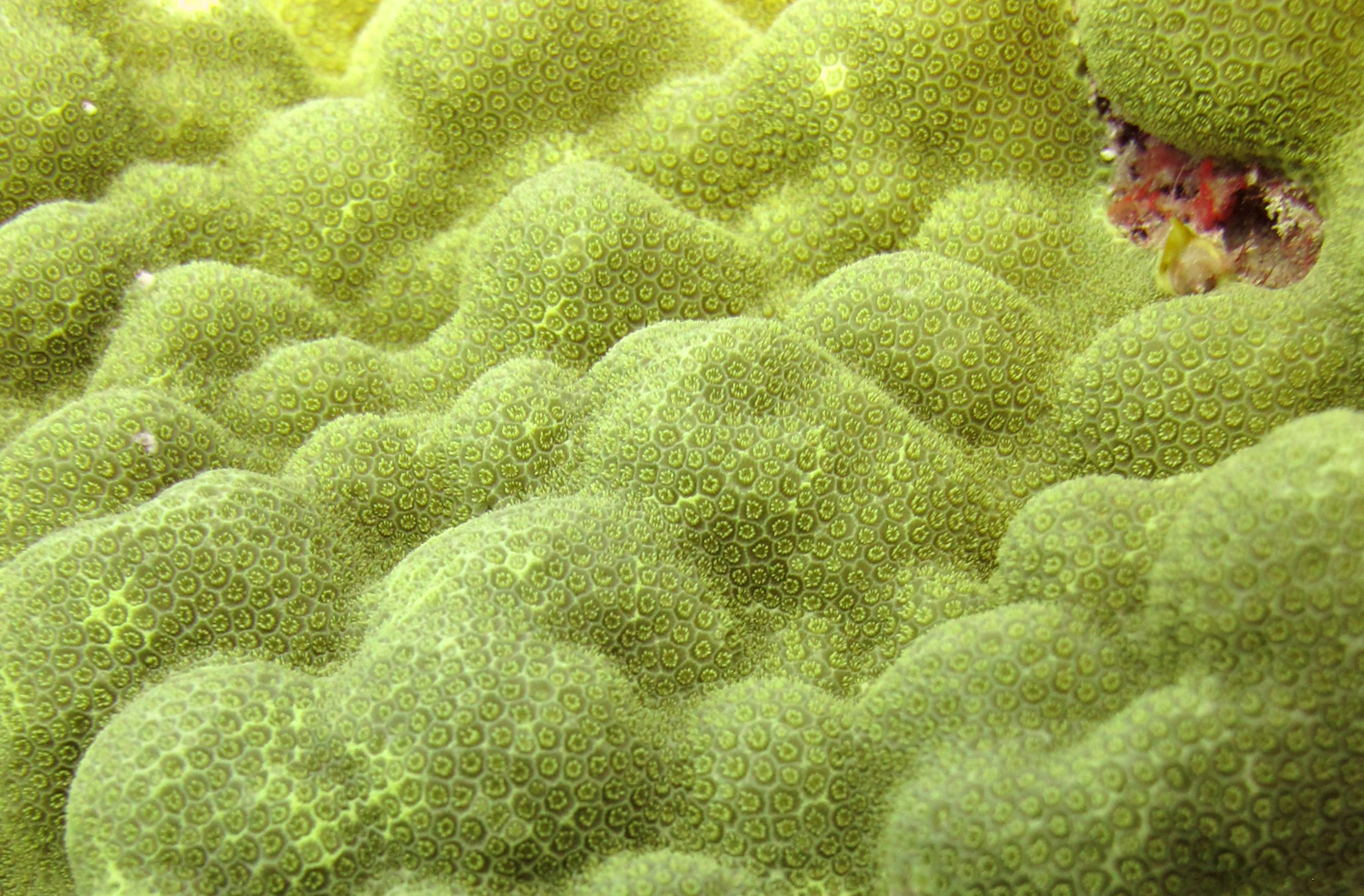 Porites polyps.jpg