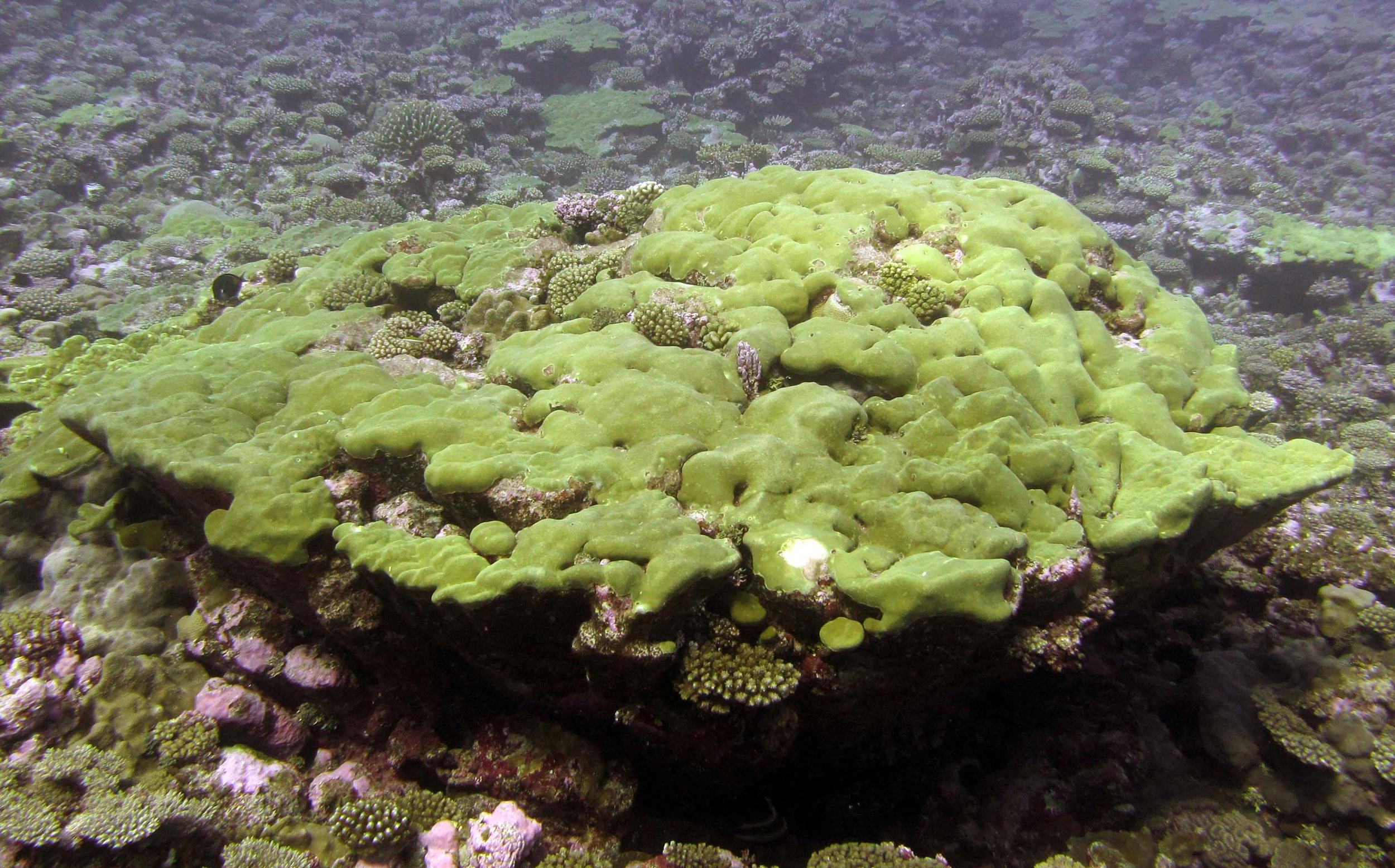 weirdly shaped porites.jpg