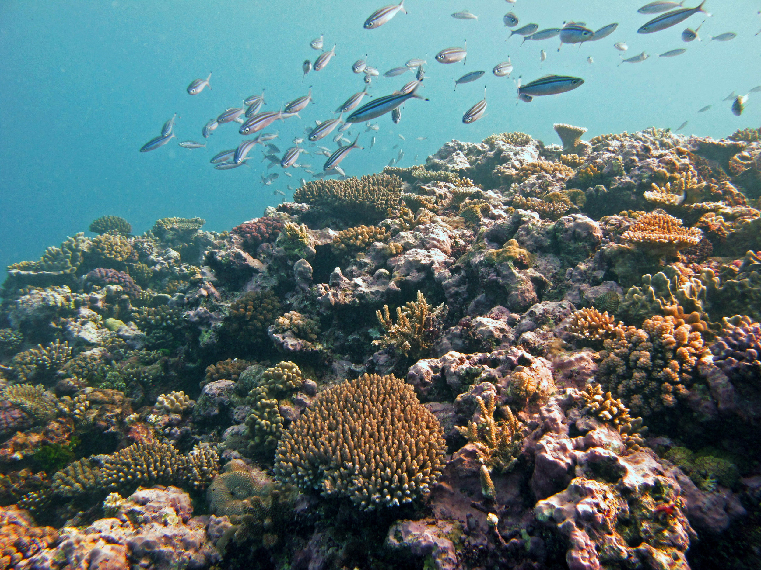 2nd dive in Fiji.jpg