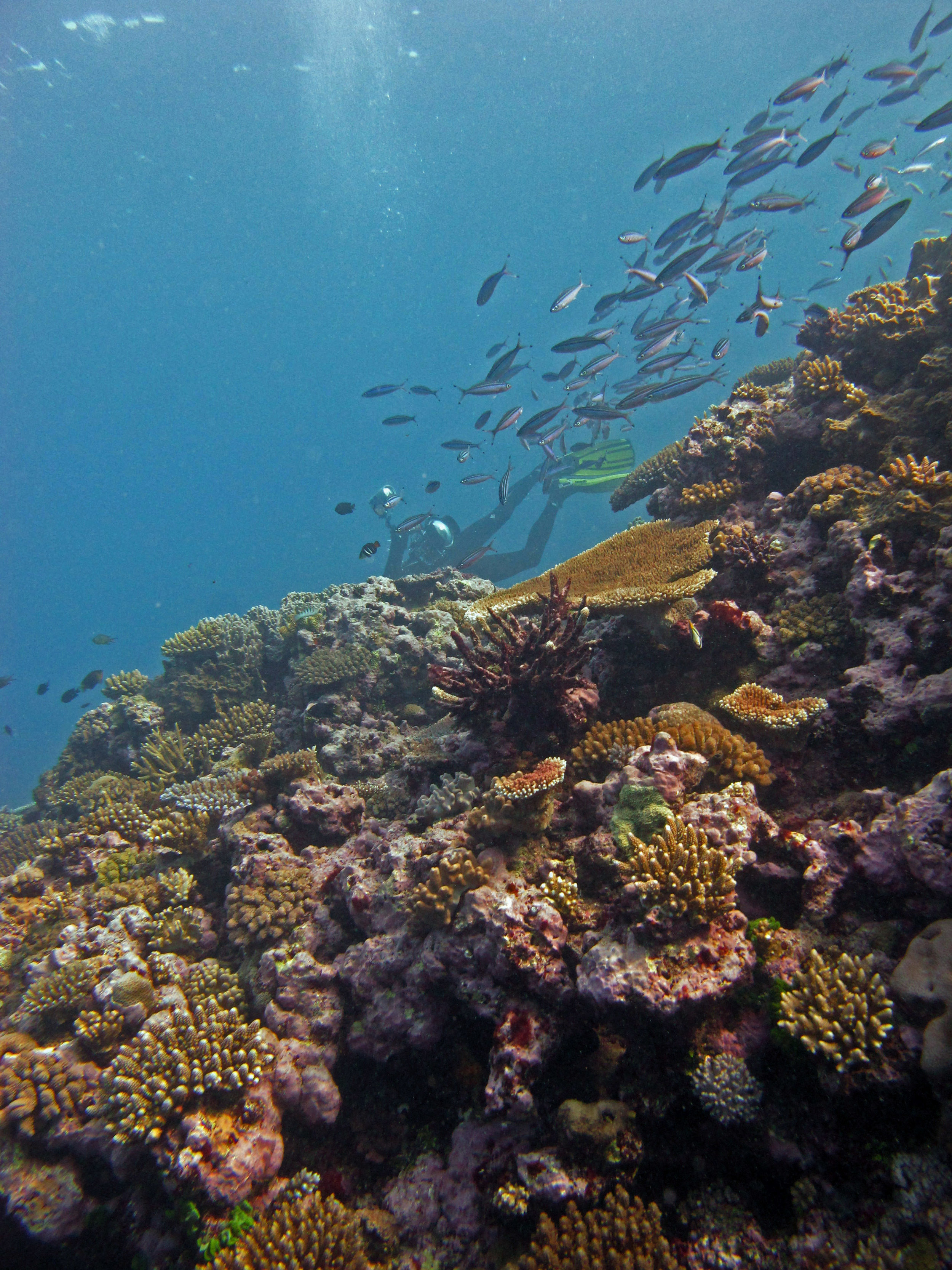 Fijian reefs.jpg