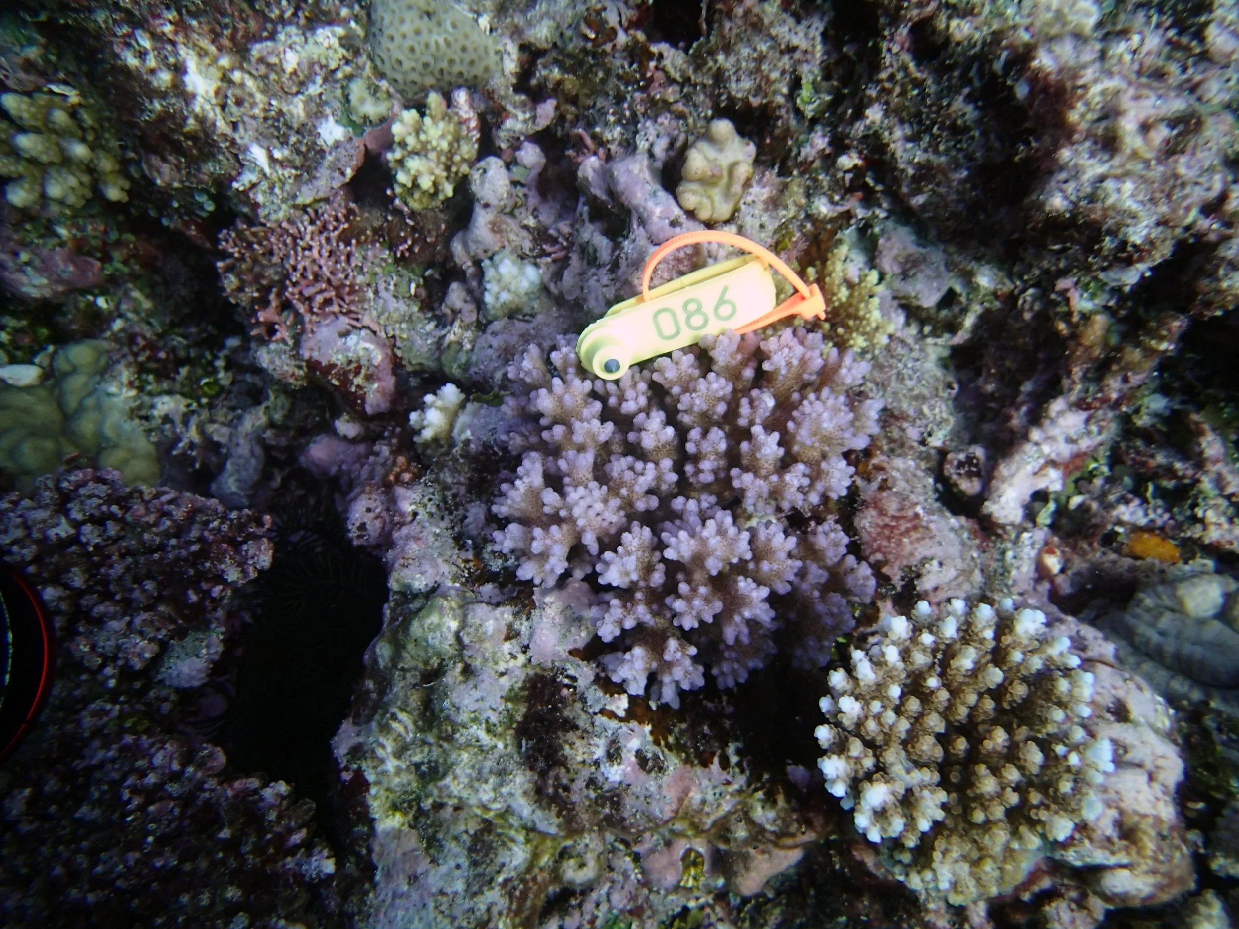 colony 5