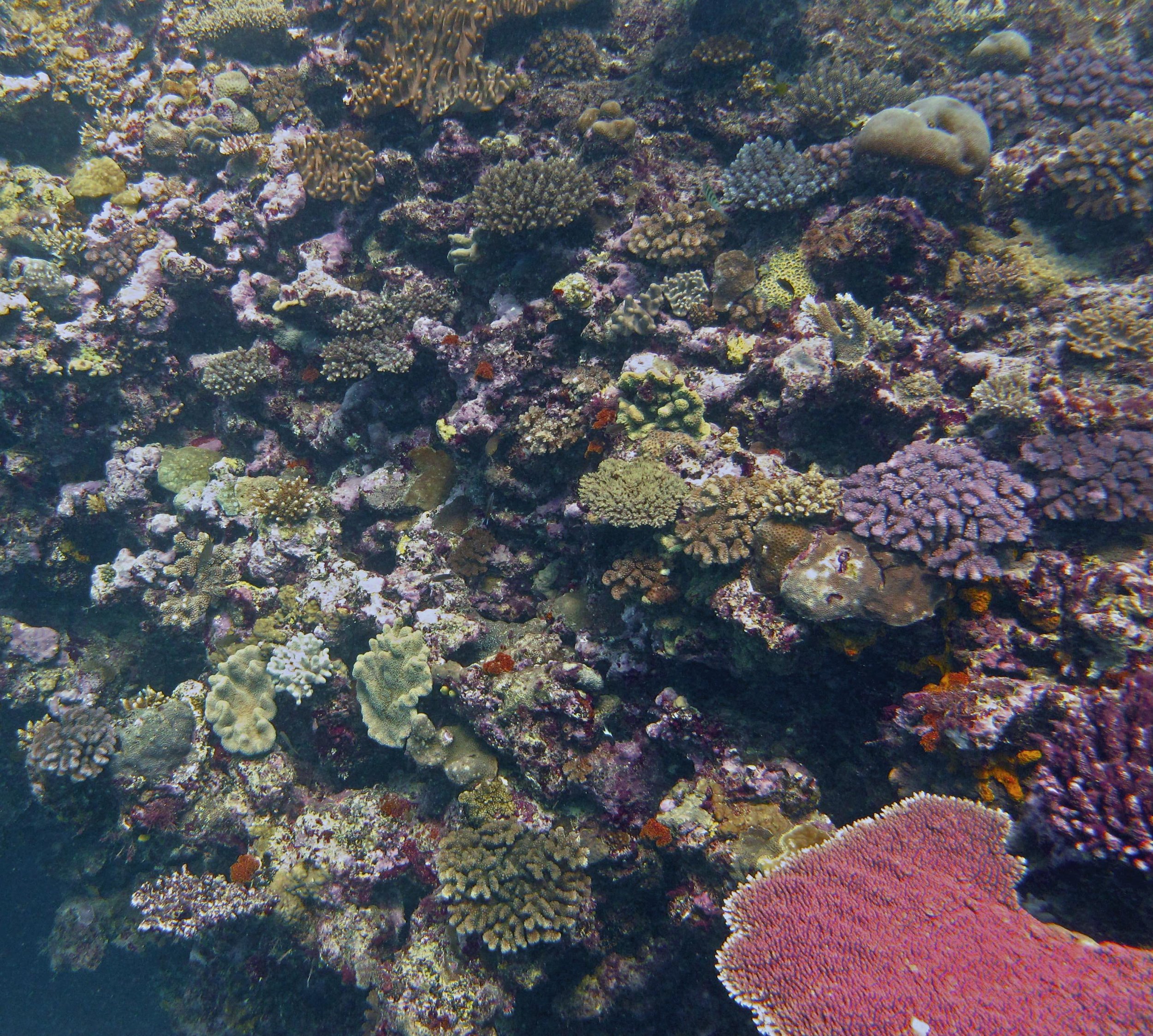 coral wall.jpg