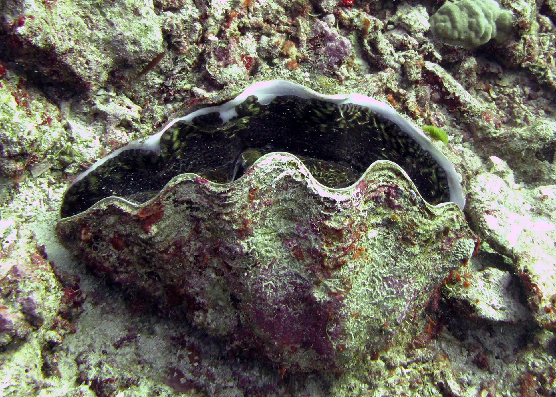 giant clam.jpg