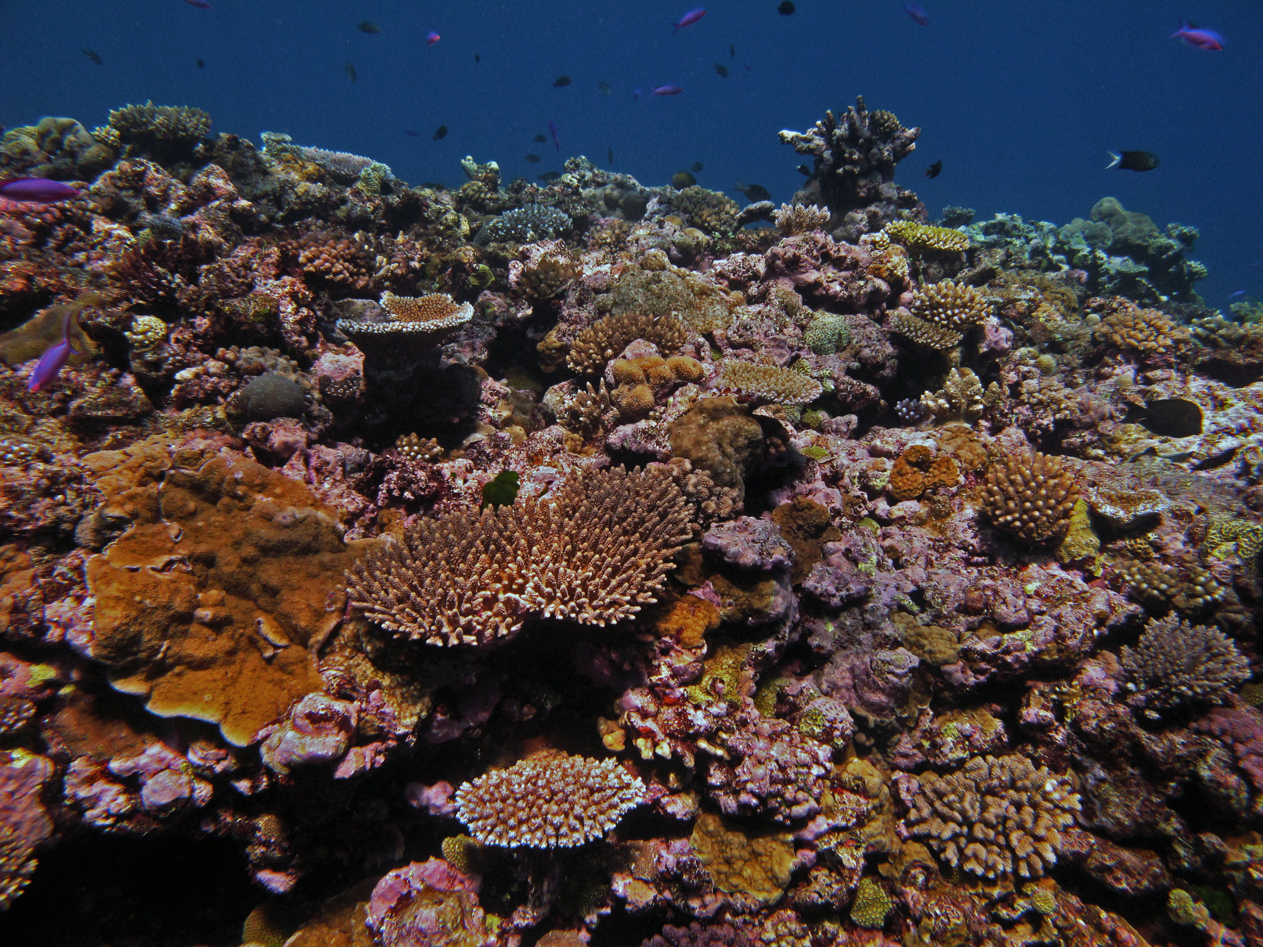 stunning reef.jpg