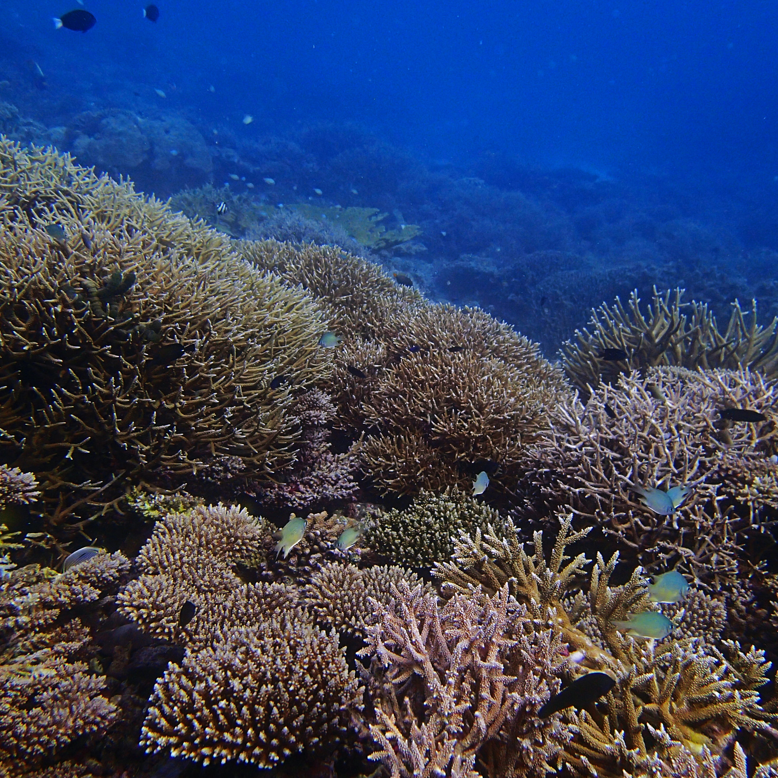 Four Seasons reef-great shot.jpg