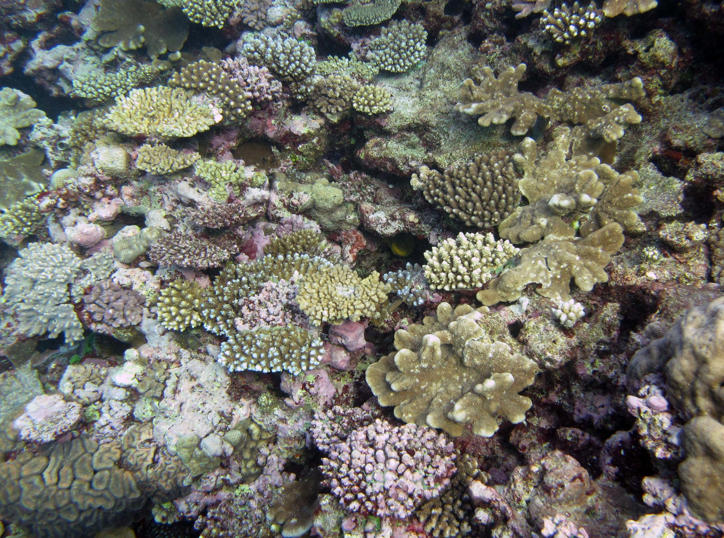 acropora garden.jpg