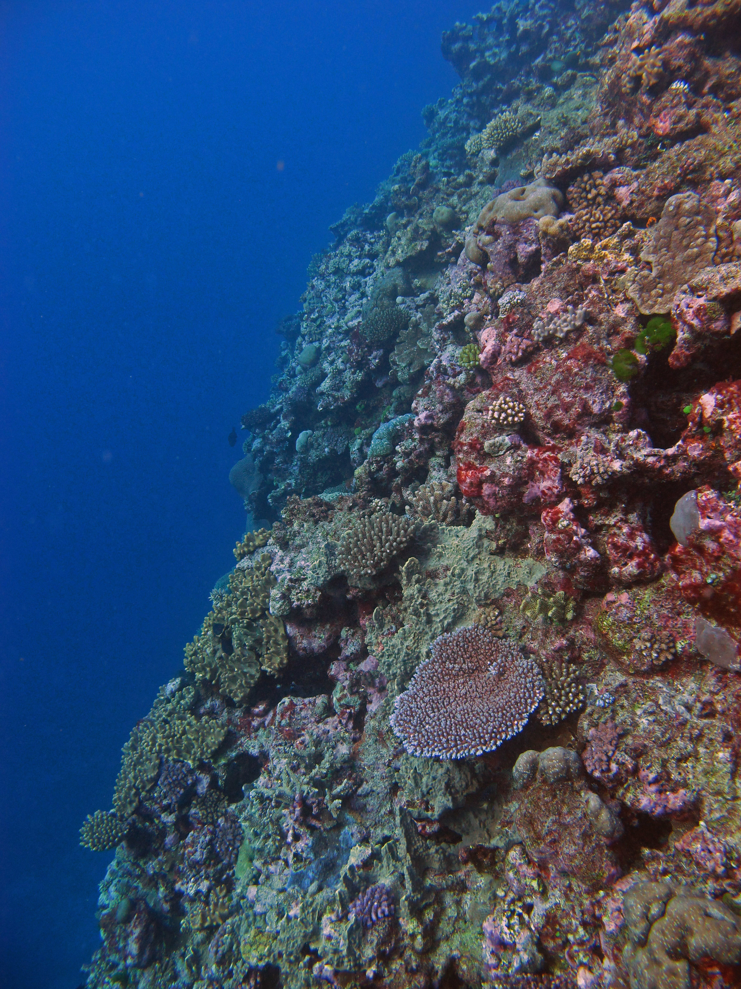 corals of Fiji.jpg