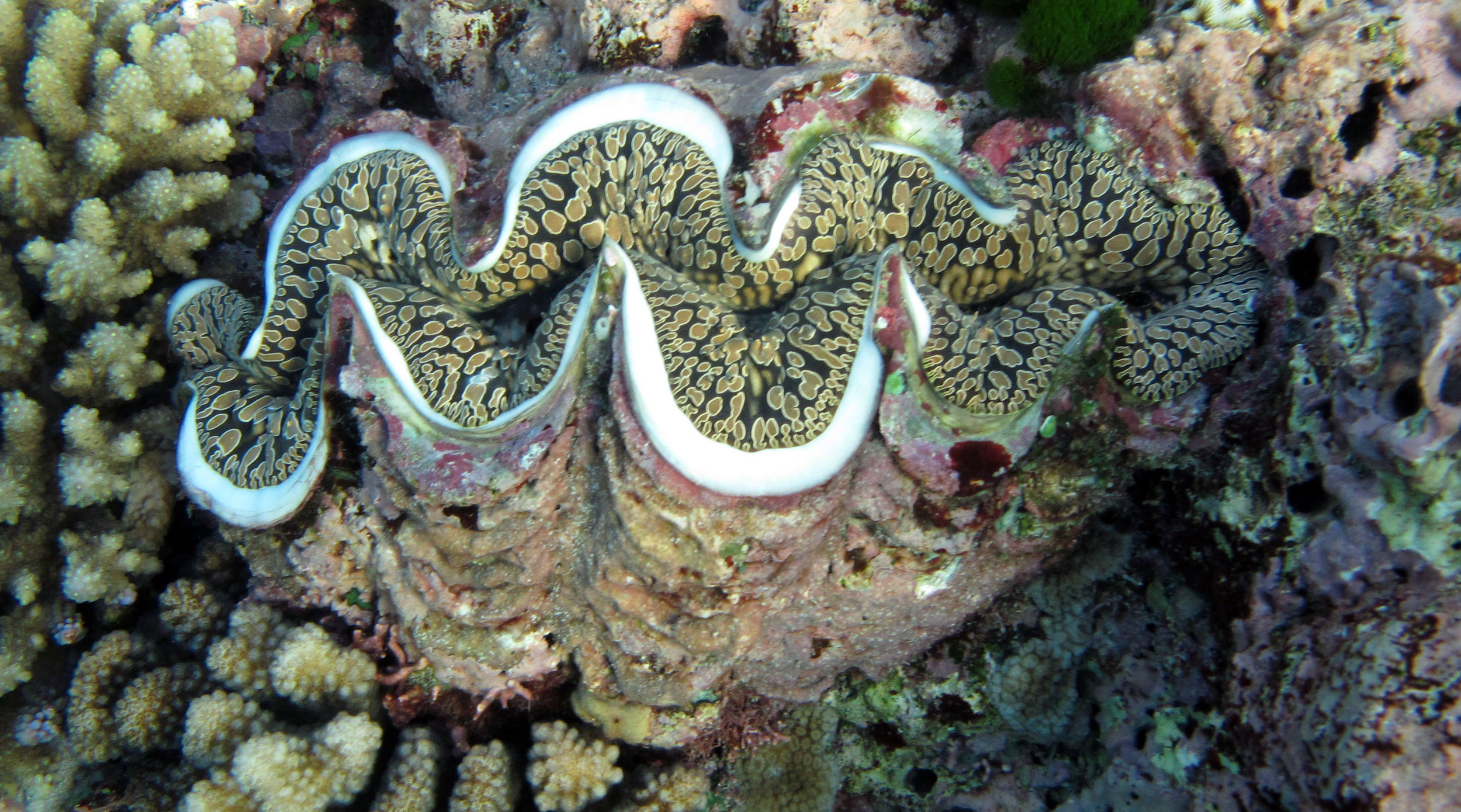 giant clam.jpg