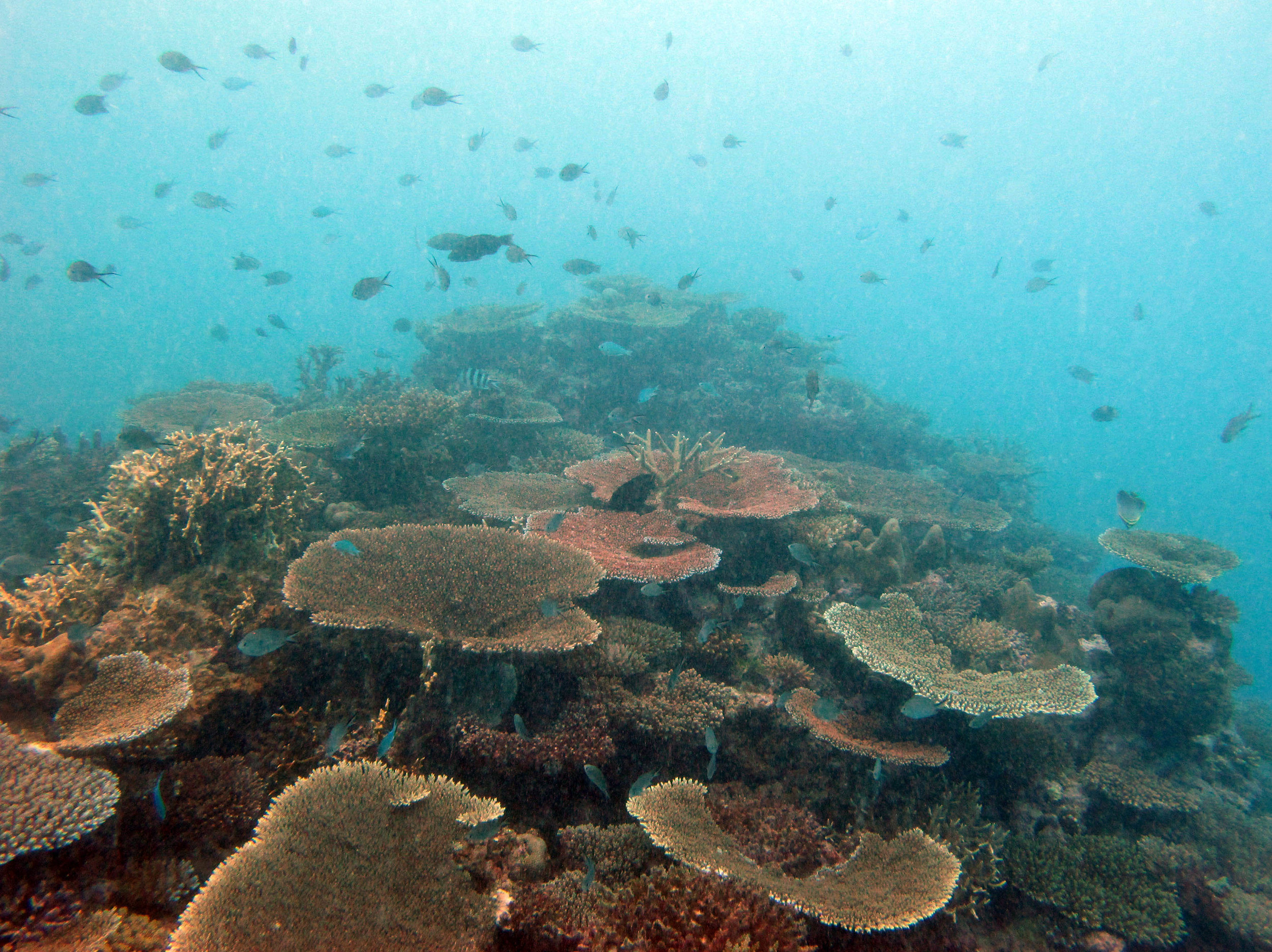 acropora meadow.jpg