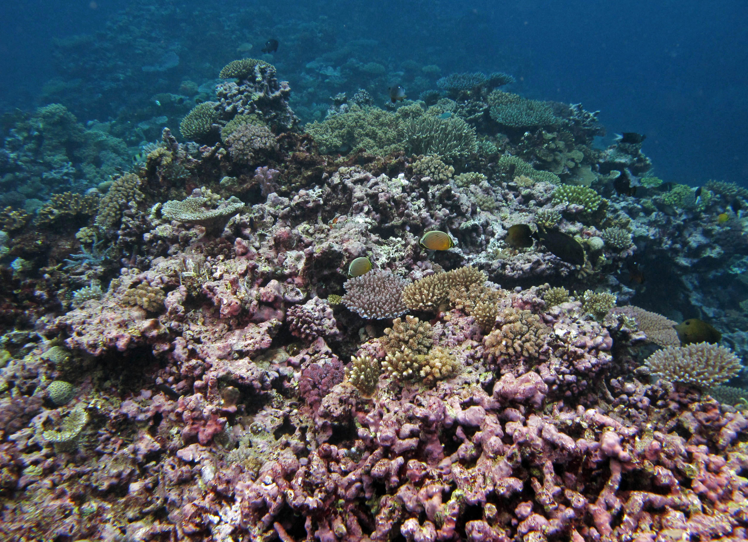 CCA and coral.jpg