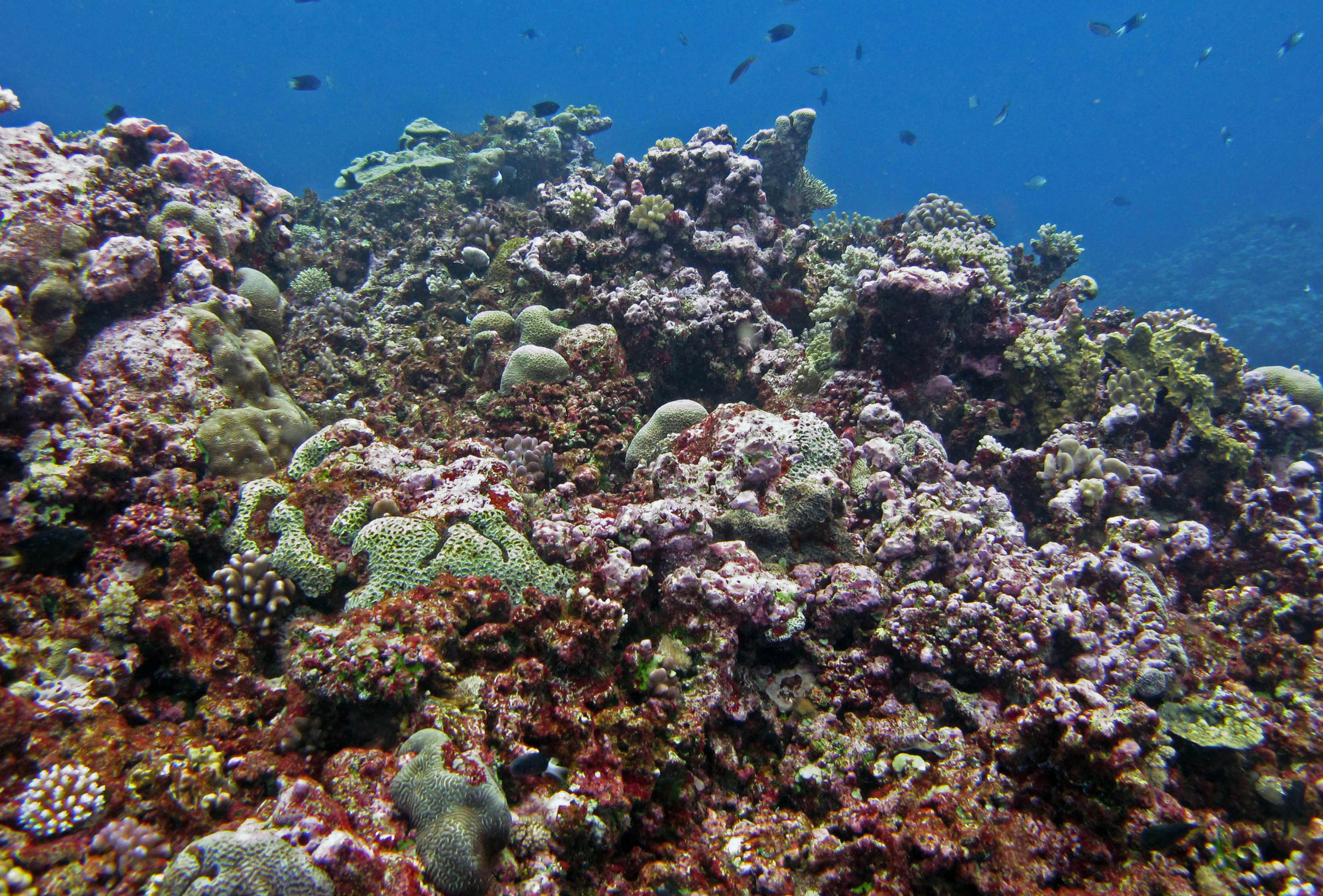 CCA and coral reef.jpg