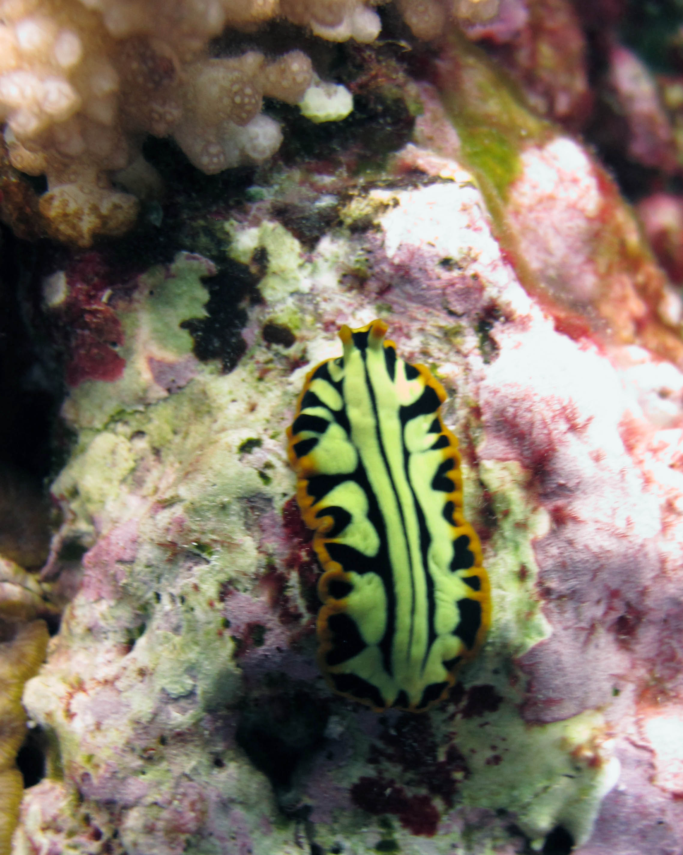 macro shot of flatworm.jpg