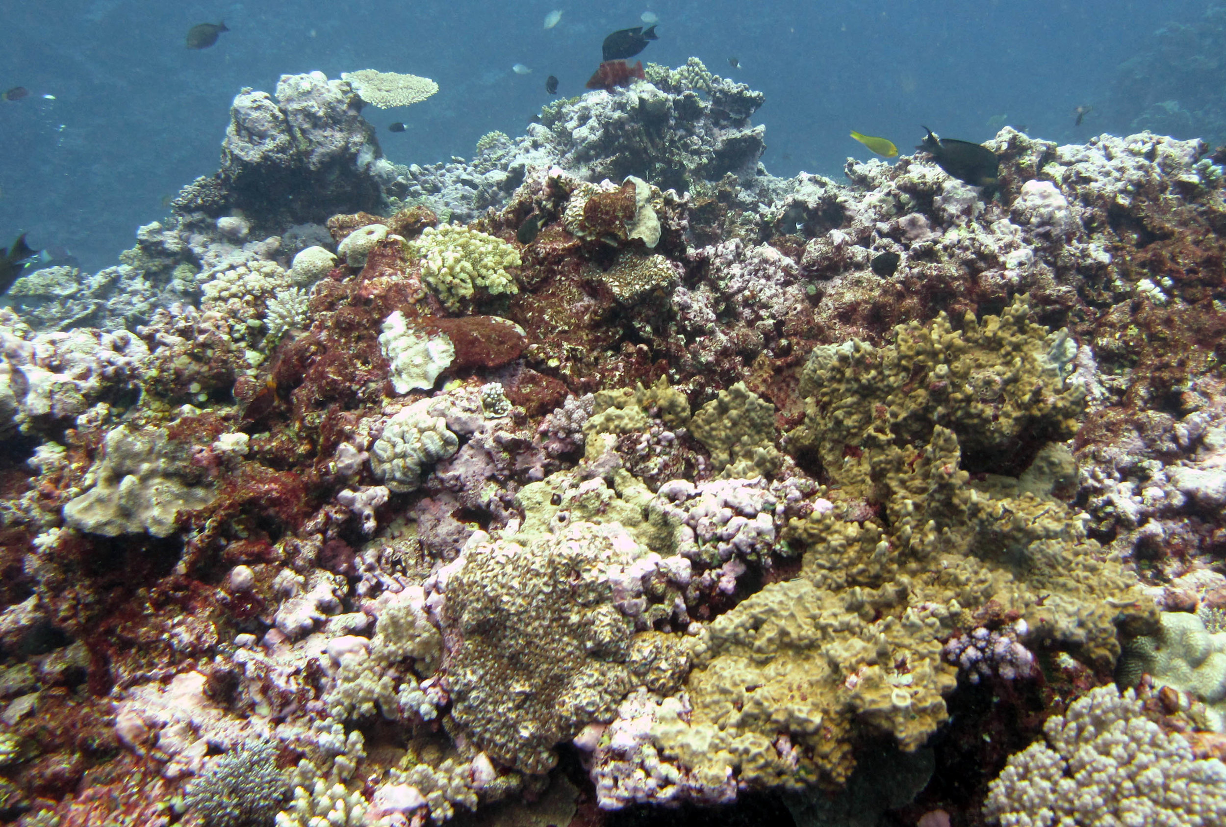 Matuku, Lau, Fiji.jpg