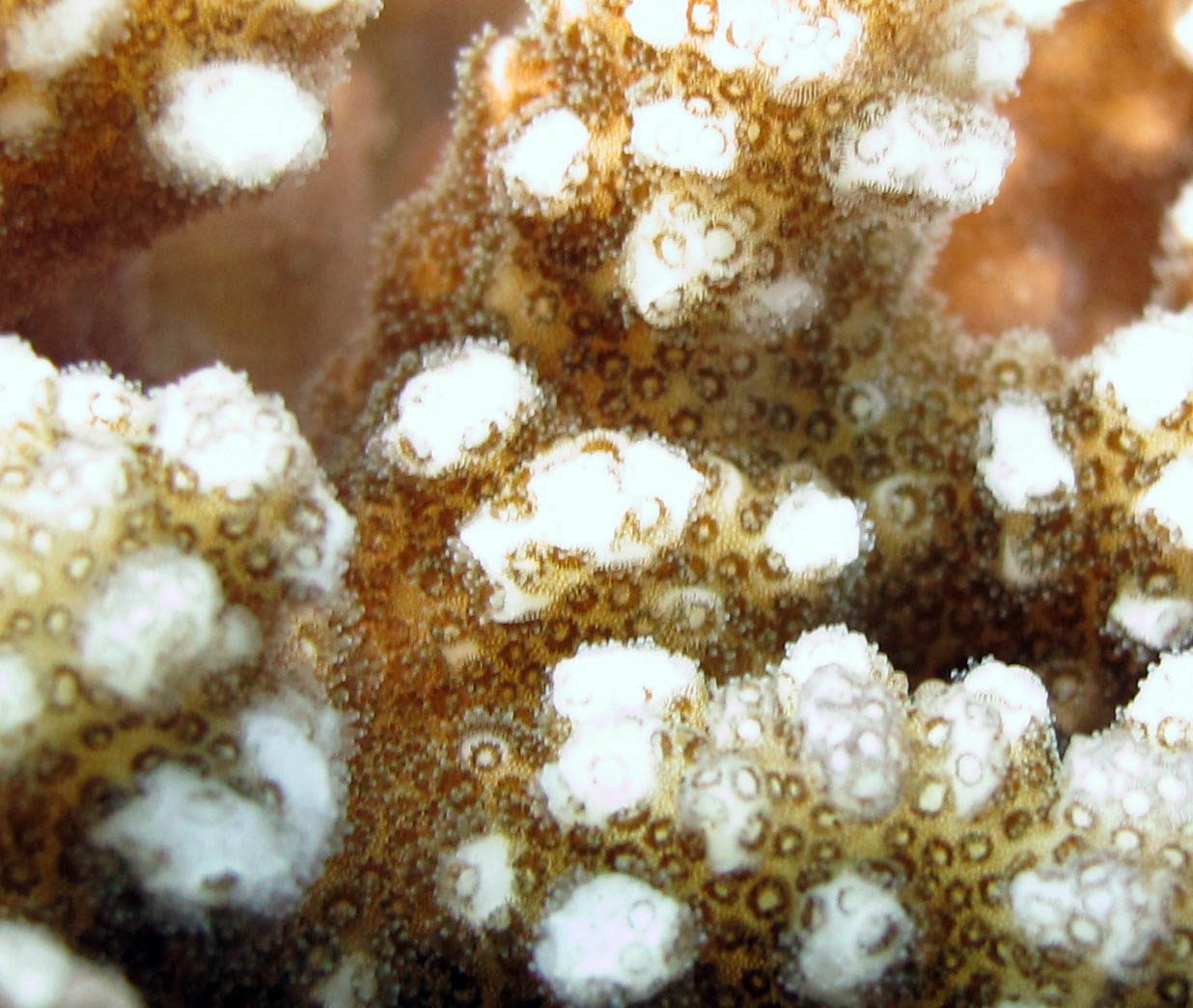 Pocillopora close-up.jpg