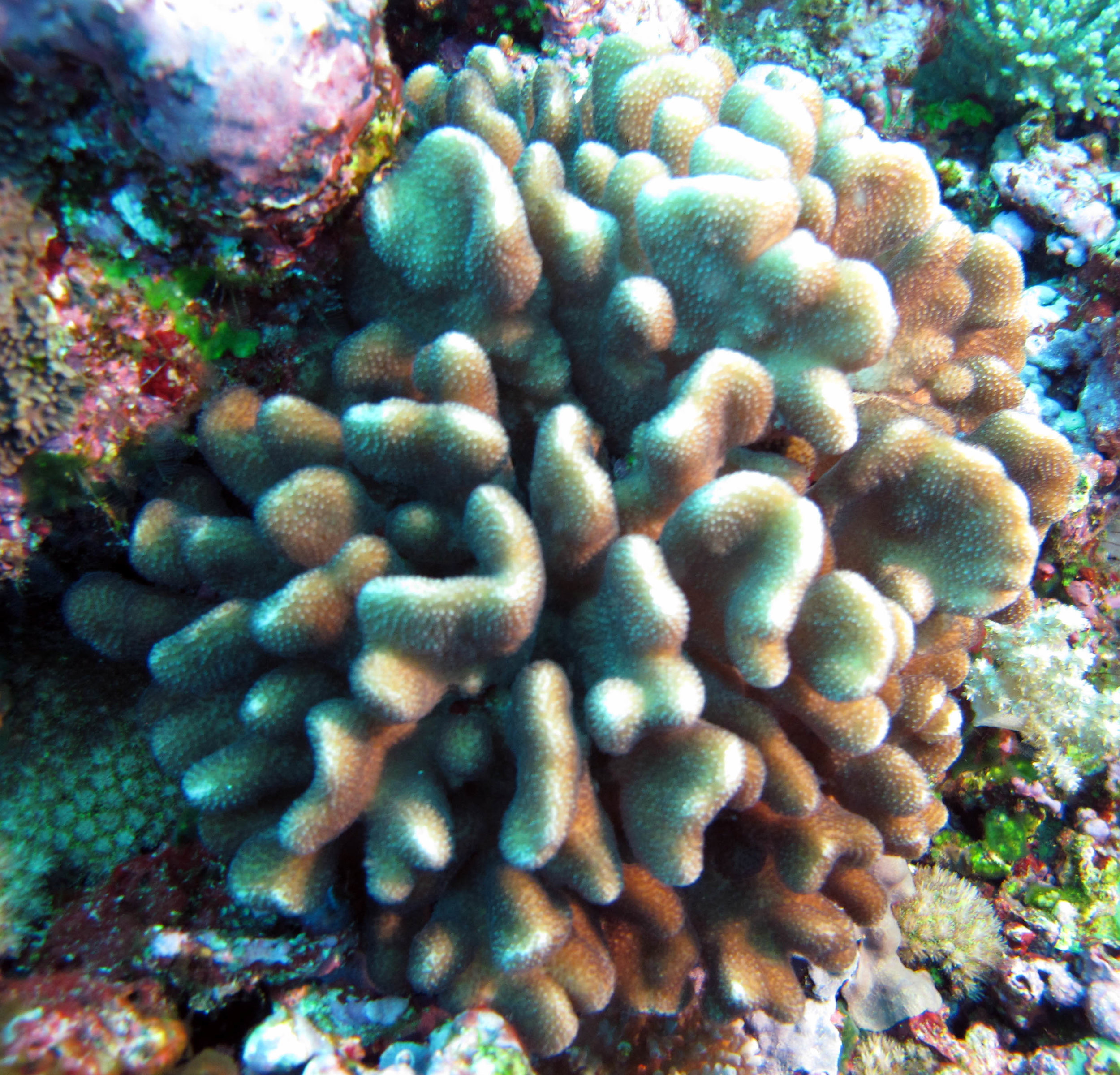 Stylophora pistillata.jpg