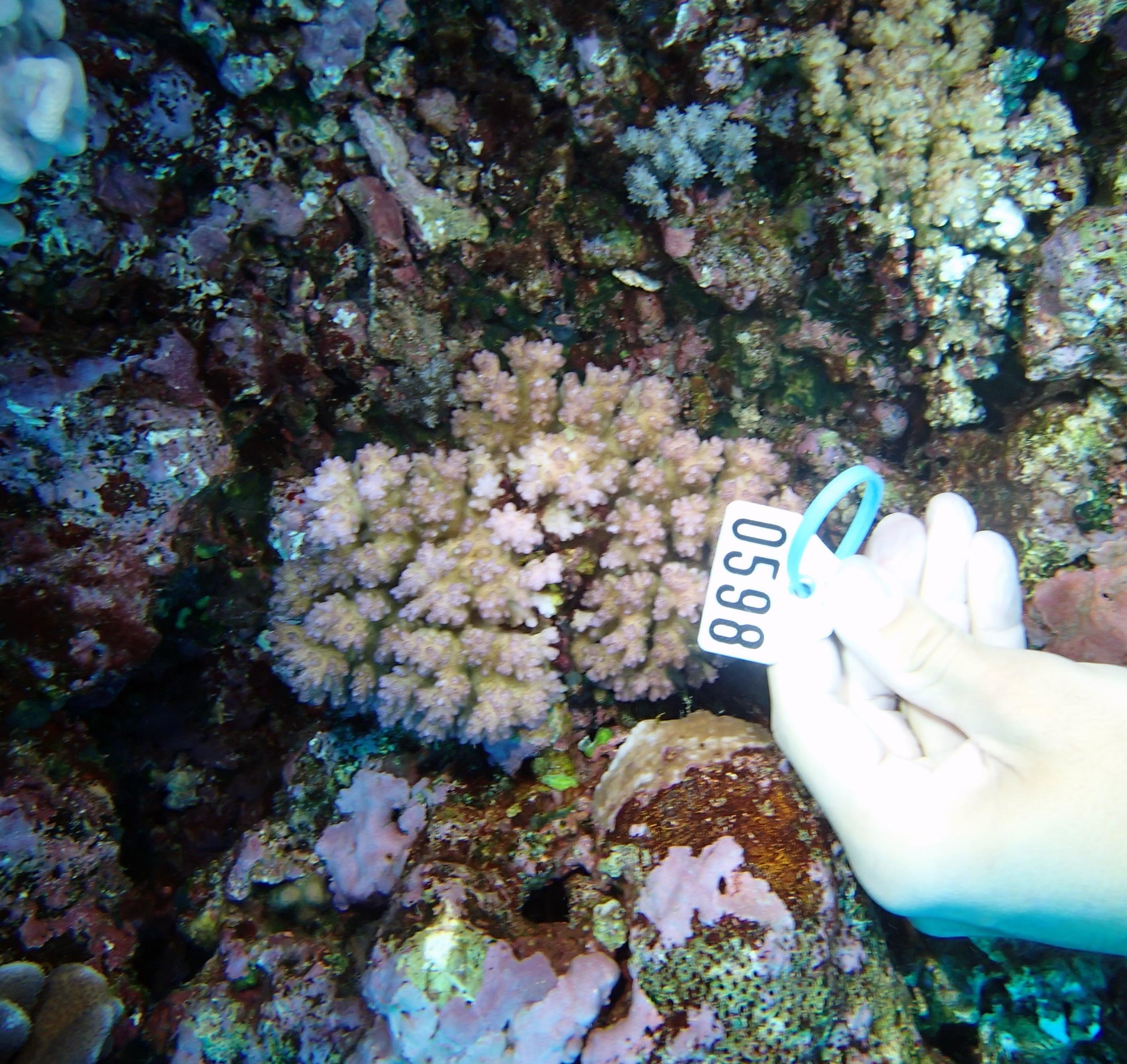 colony 30 from FJMT14 ( Pocillopora damicornis genotype alpha)-this sample was analyzed in full: JMP Excel Ancillary data
