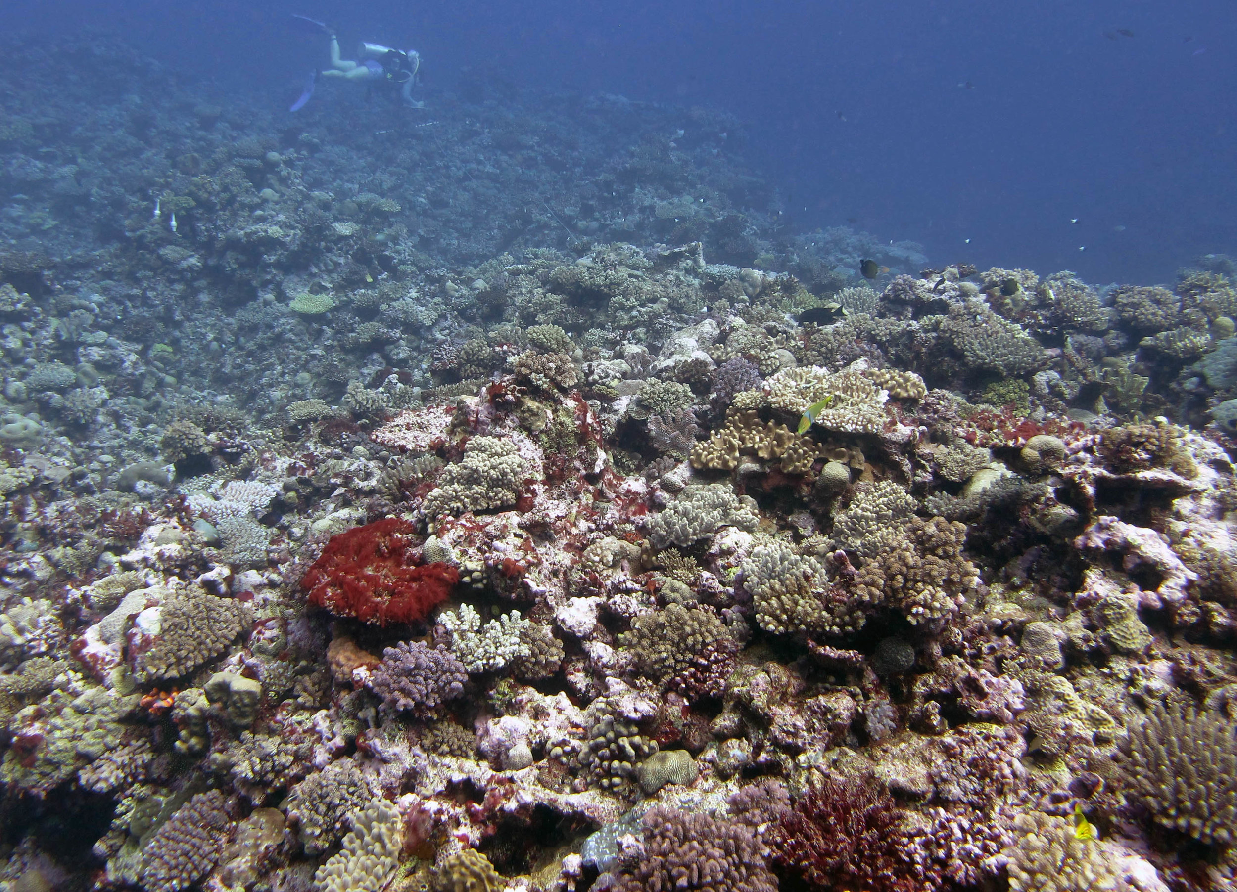 second dive at Moala 6-8-13.jpg