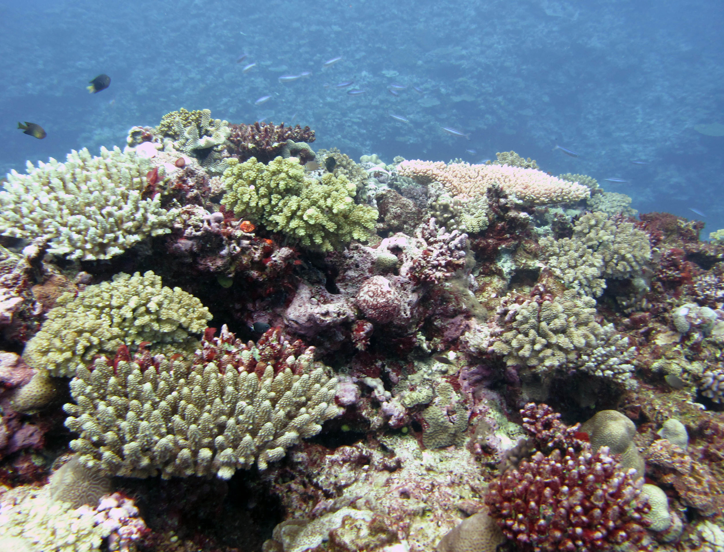 acropora garden.jpg