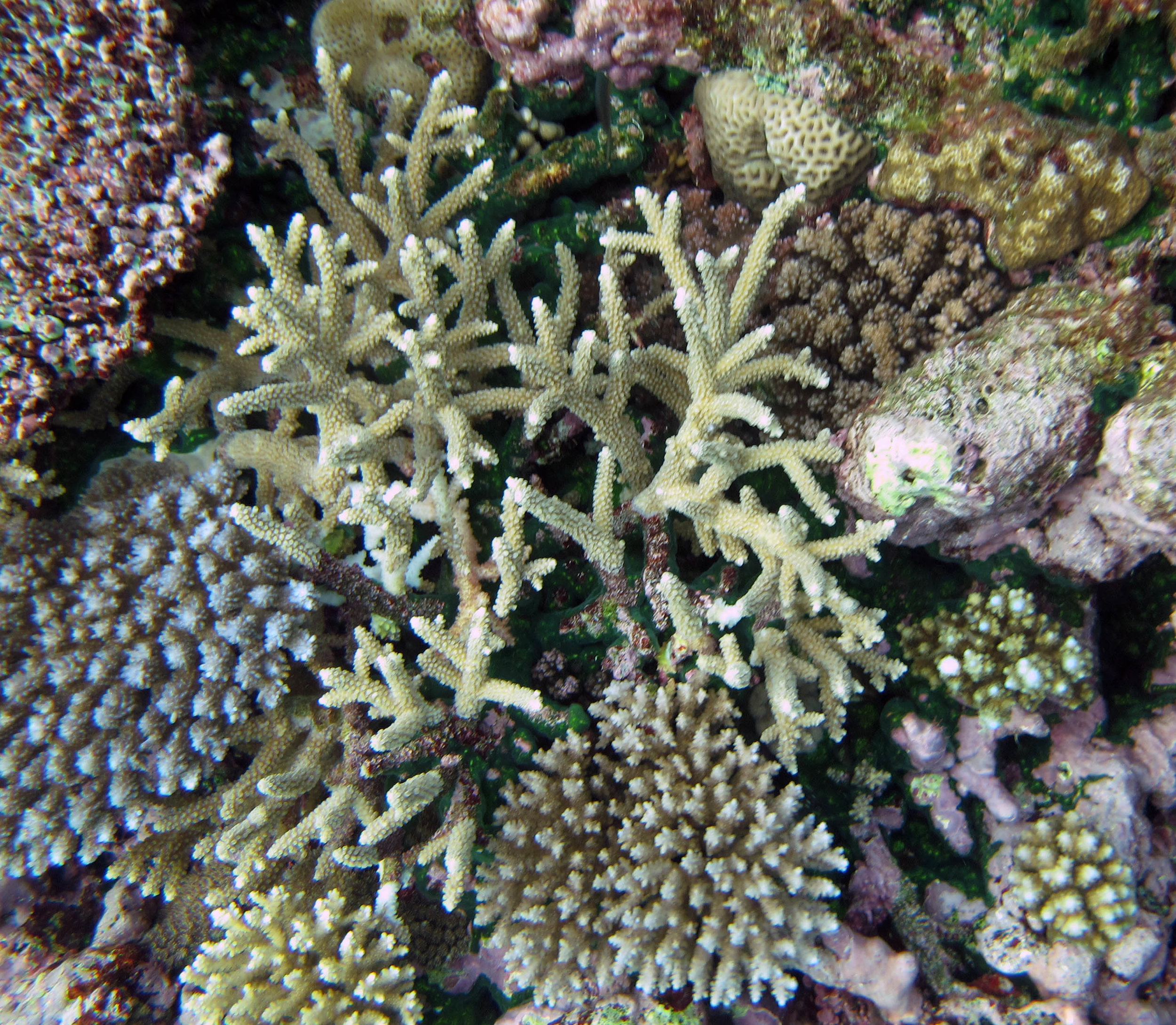 acropora garden.jpg