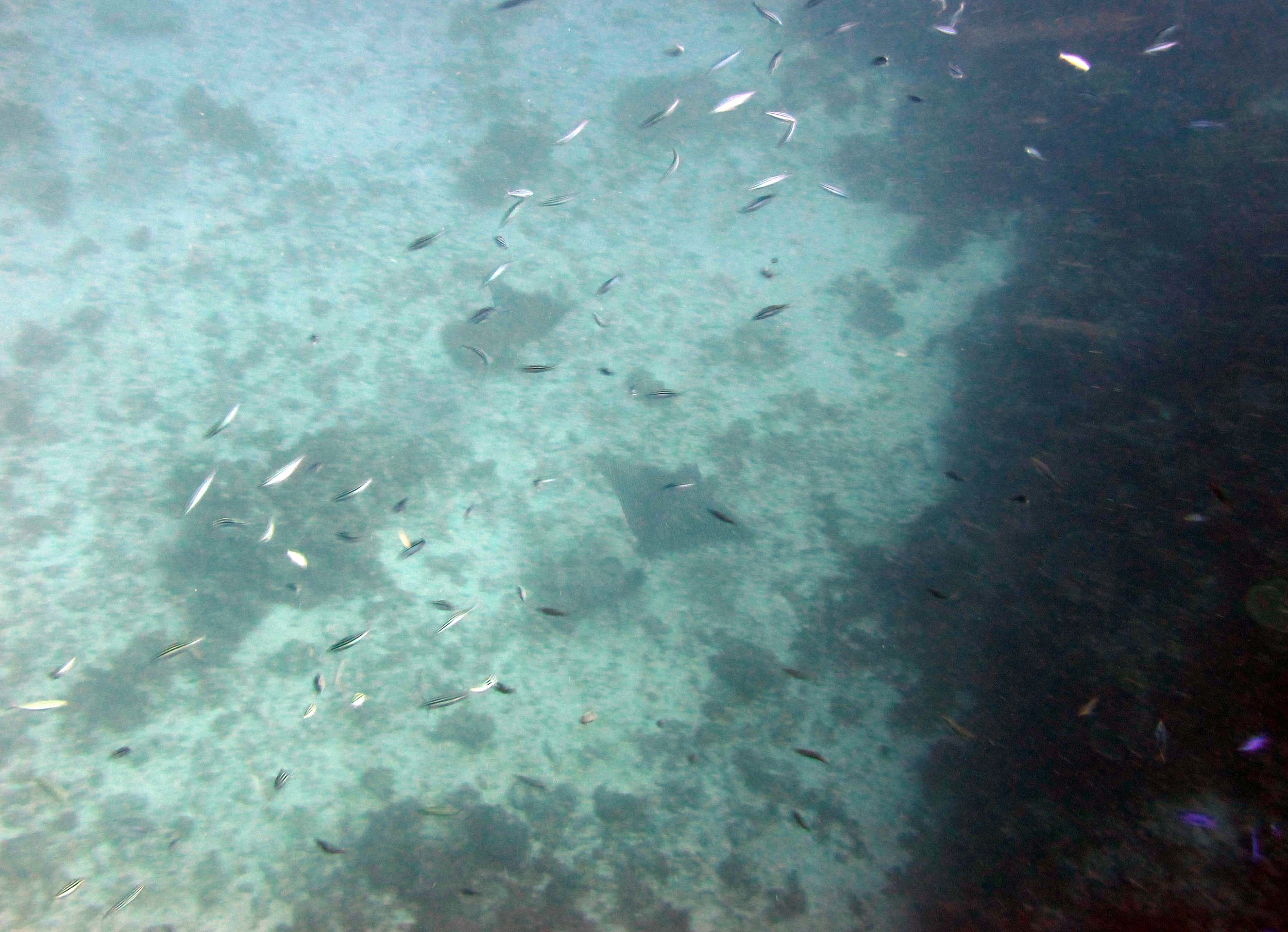 spotted eagle ray.jpg