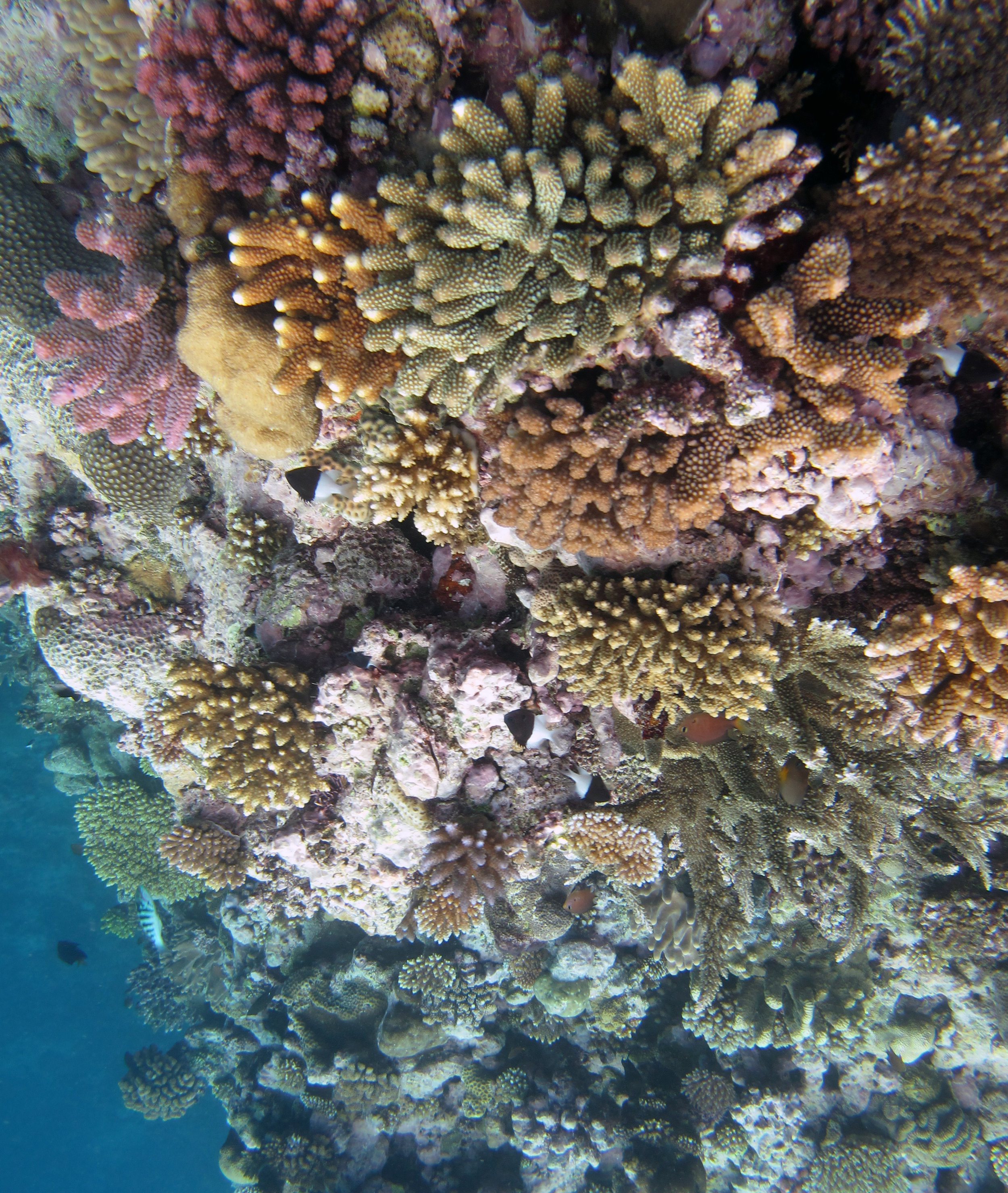 colorful corals.jpg