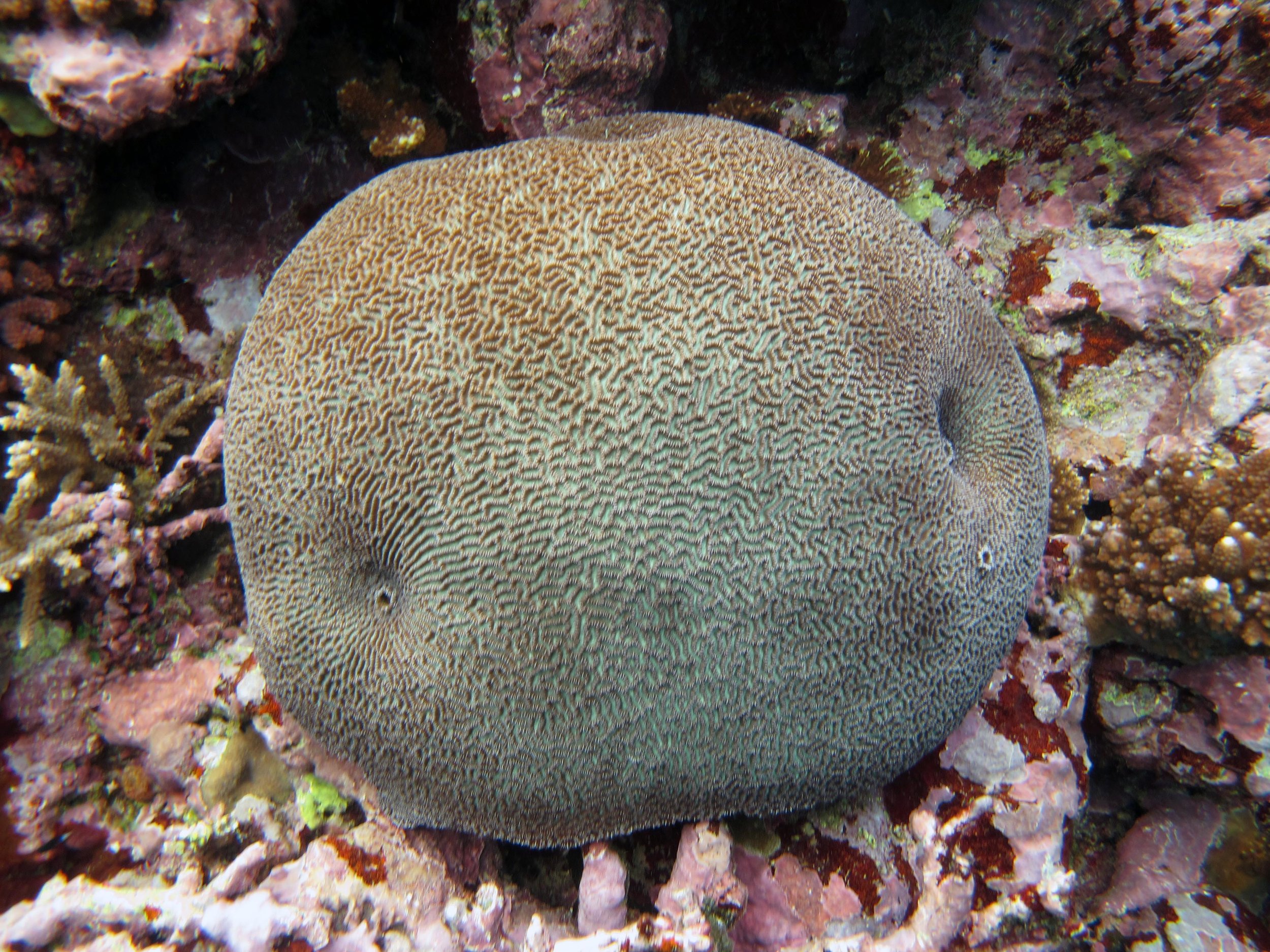 brain coral.jpg