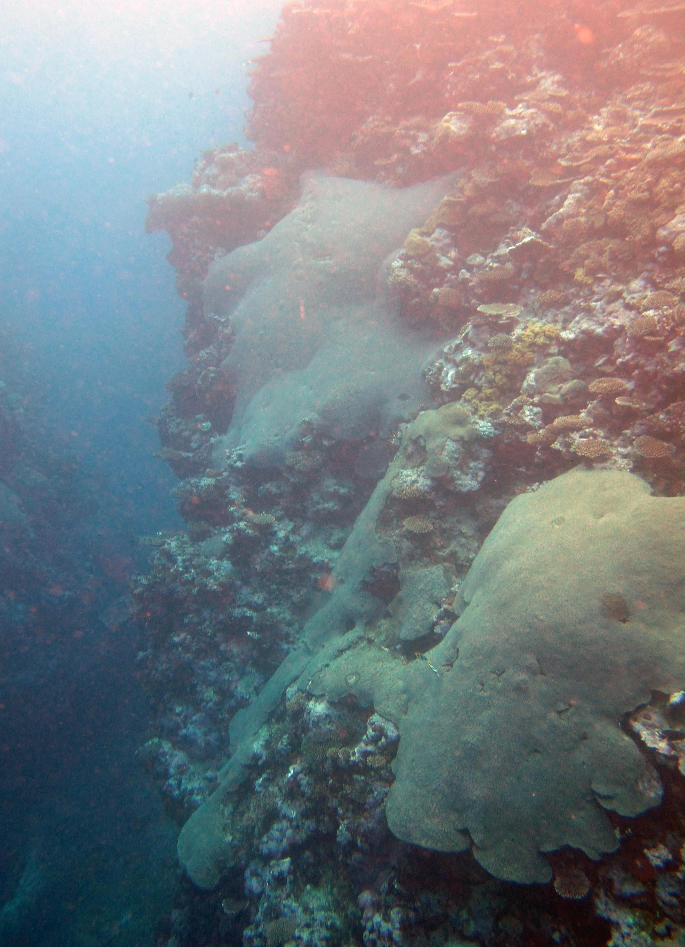 huge alveopora colonies.jpg