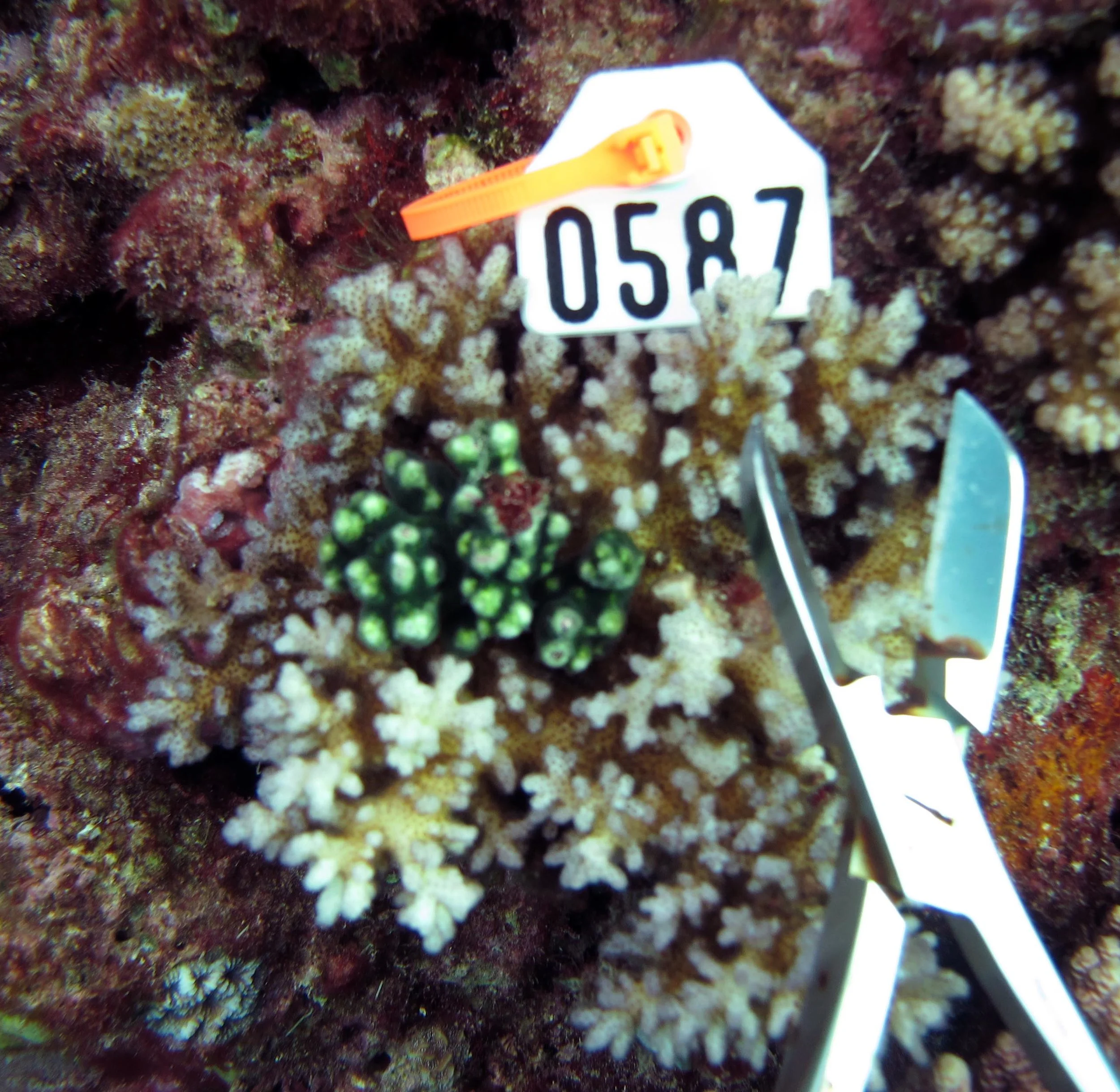 Colony 44 from FJML20 ( Pocillopora acuta ). Sample was analyzed in full: JMP Excel Ancillary data